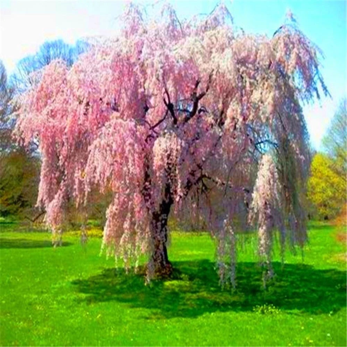 for Baby Pink WEEPING SAKURA CHERRY rare exotic sun tree Seller Seeds  Heirloom, Non-GMO, High Germination Organic Garden Seeds