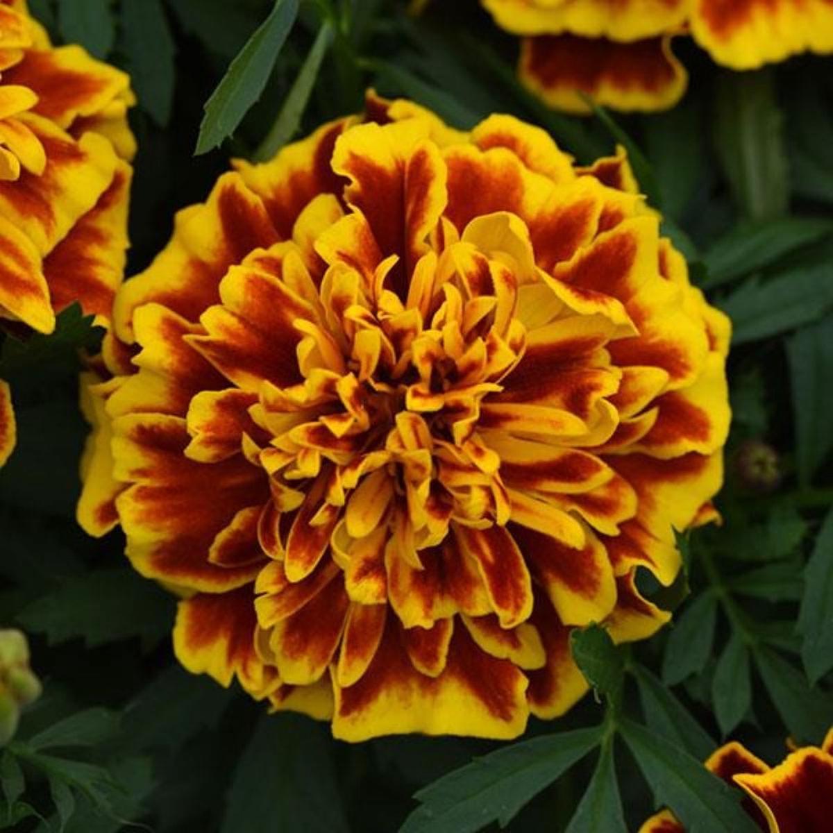 French Marigold 'Bonanza Yellow' Seeds for Planting  Heirloom, Non-GMO, Easy to Grow, Annual