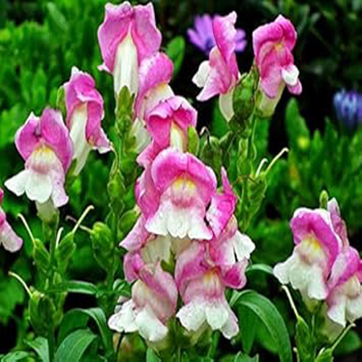 Fuchsia Flower Seeds for Planting Light Green & Blue, Drought Tolerant, Heirloom & Non-GMO Home Garden Seeds