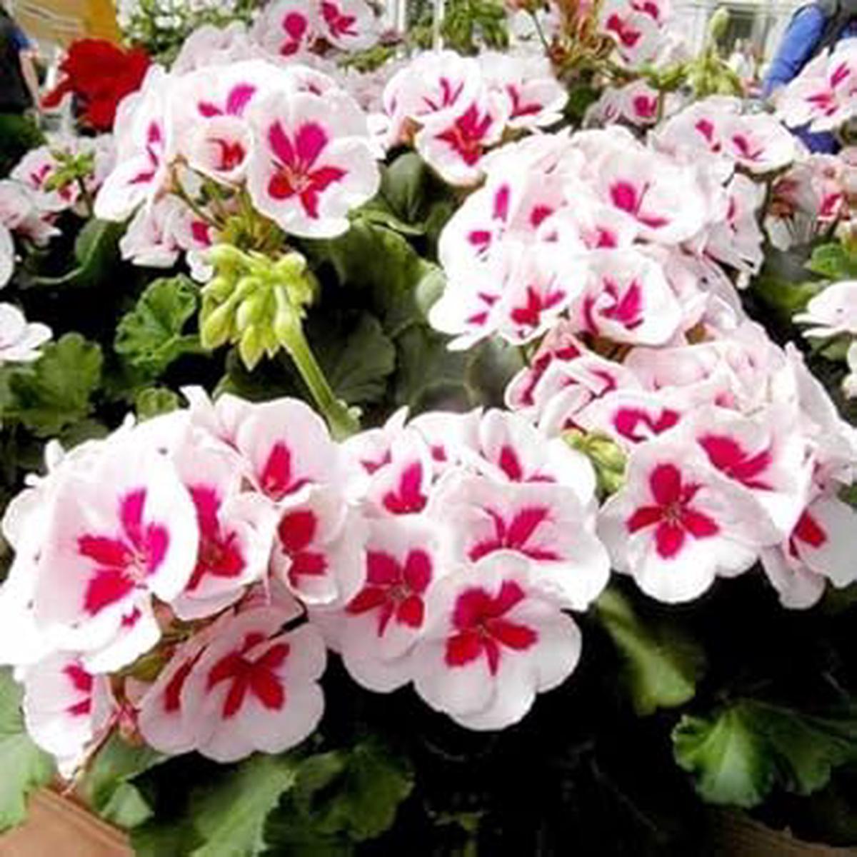 Geranium Seeds for Planting  Mixed Colors, Heirloom, Non-GMO, High Germination Organic Garden Seeds for Vibrant Blooms