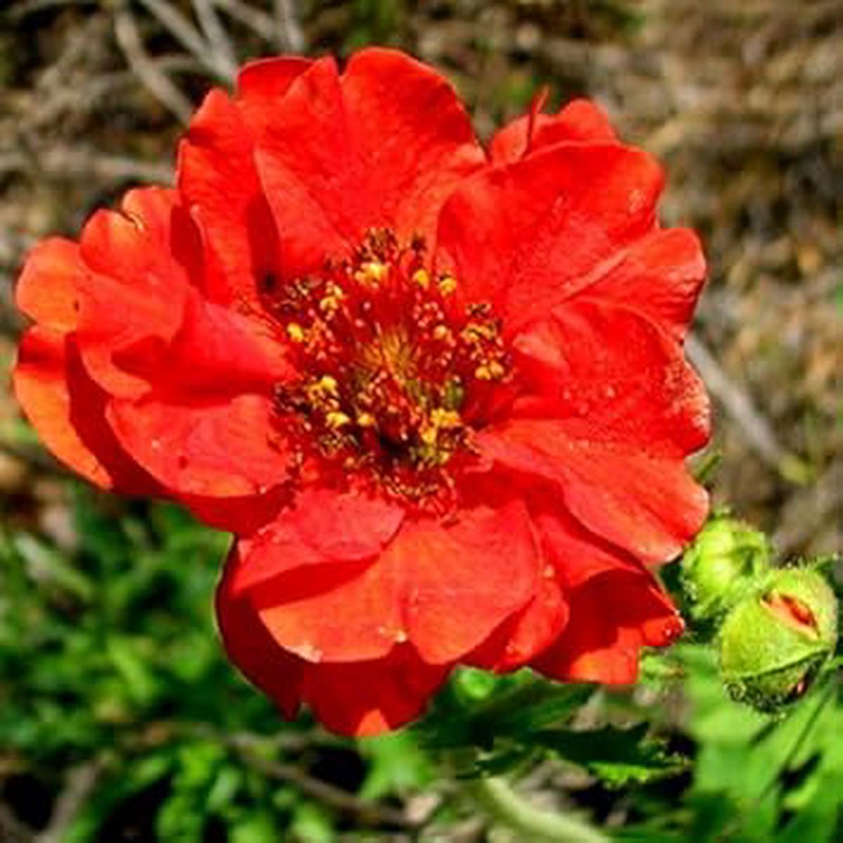 Geum Flower Seeds for Planting  Heirloom Non-GMO 100 pcs Vibrant and Hardy Perennial Blooms