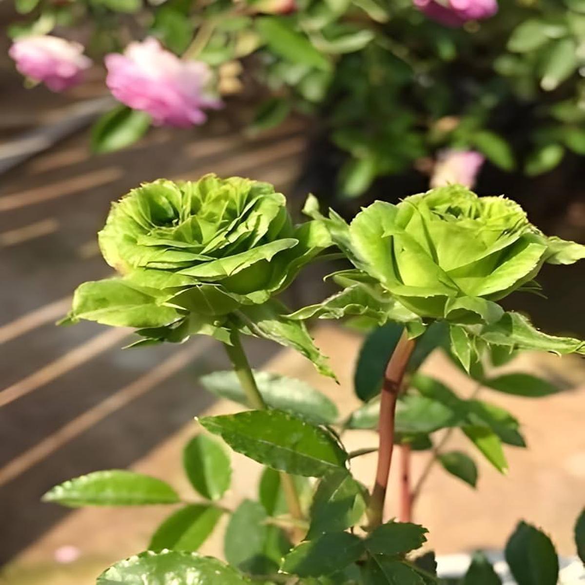 Green Rose Seeds for Planting Ornamental Flower Garden Pots
