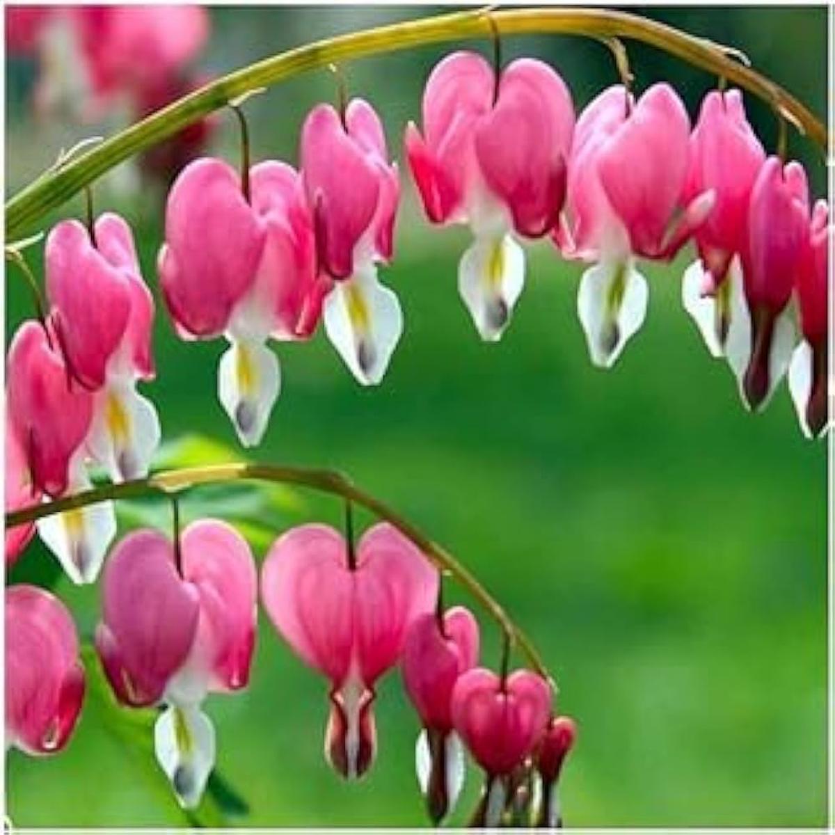 Heart Orchid Dicentra Spectabilis Bleeding Heart Classic Cottage Garden Flower Flower Seeds