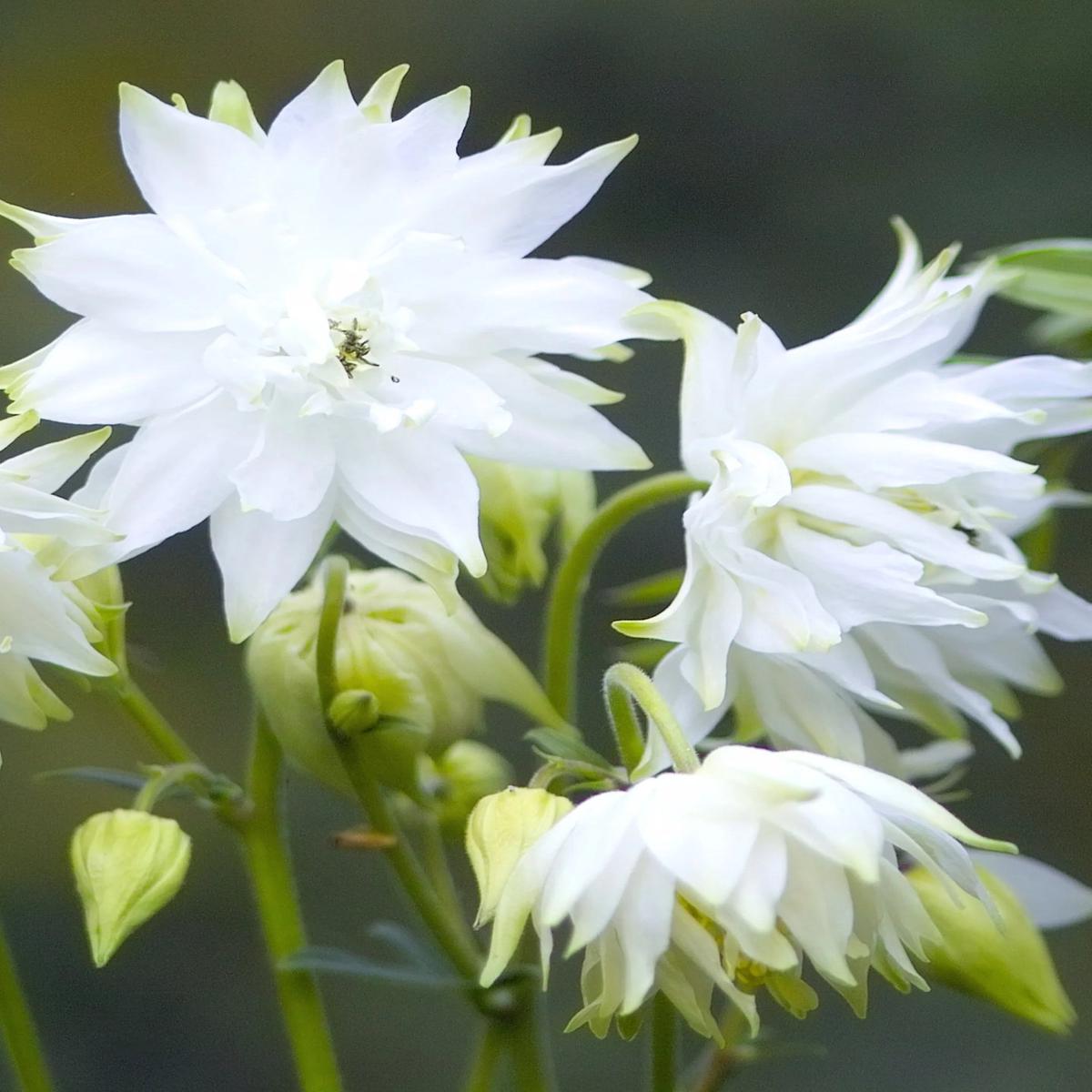 Heirloom Barlow Columbine Flower Seeds for Planting, Non-GMO