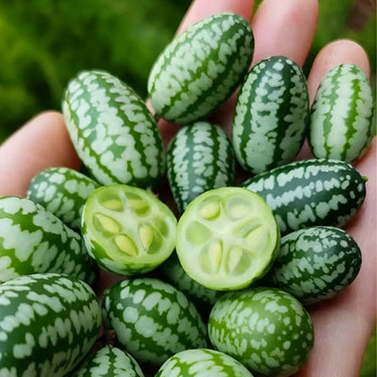 Heirloom Cucamelon Seeds for Planting AKA Mouse Melon - Mexican Sour Gherkin - NonGMO, Non-GMO