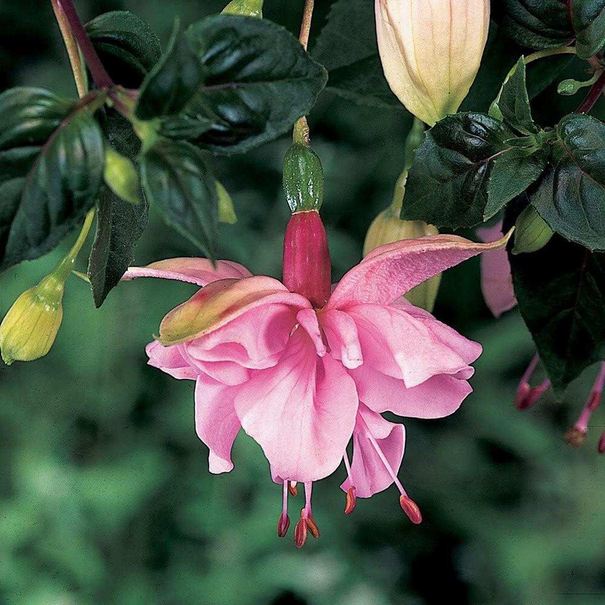 Heirloom Fuchsia flower seeds nonGMO trailing plant seeds