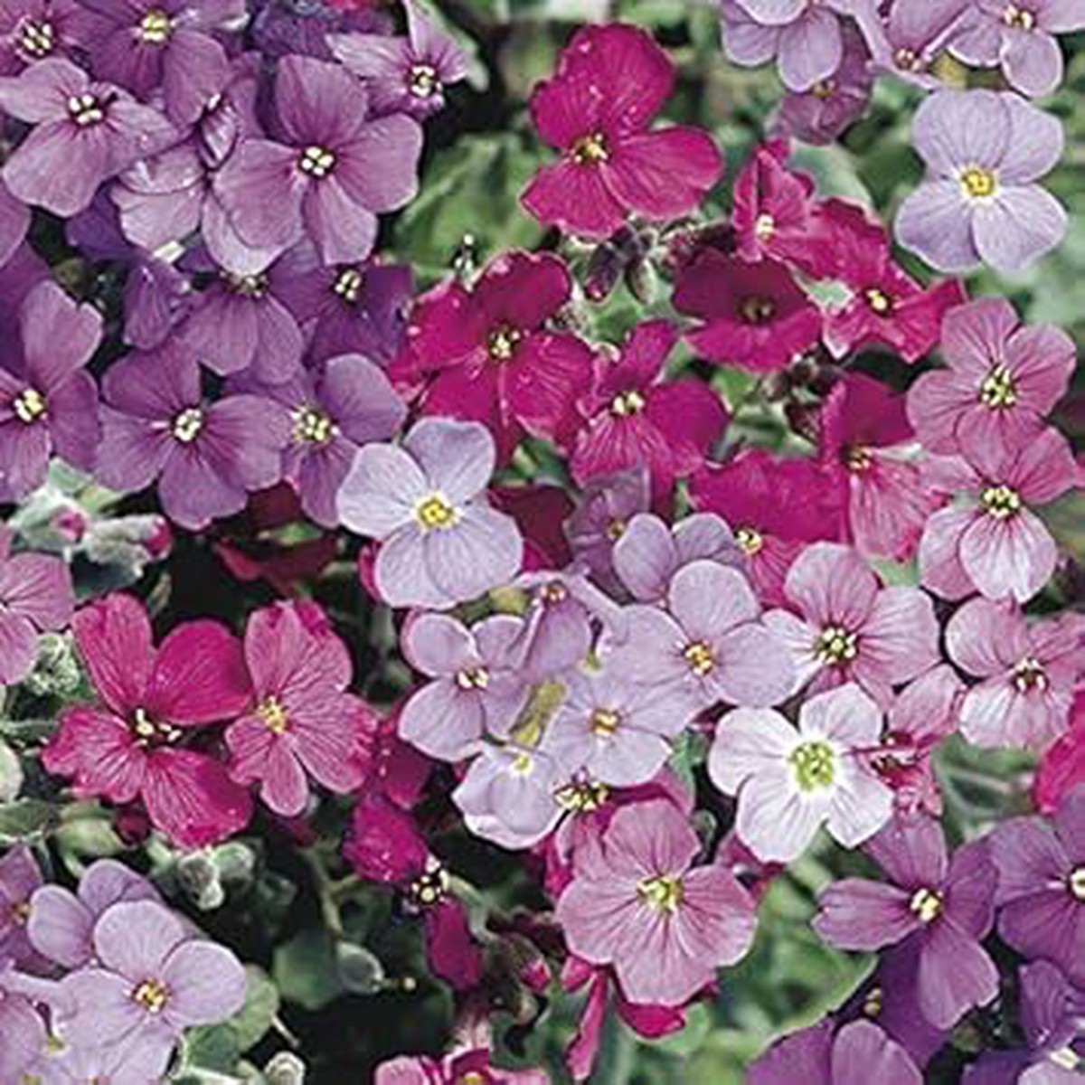 Heirloom Non-GMO Aubrieta Flower Seeds Multi-Color Blooms | High Germination Organic Garden Seeds for Planting