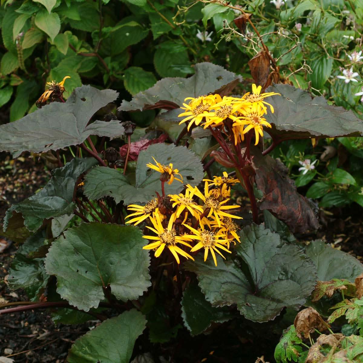 Heirloom Non Gmo Britt Marie Crawford Flower For Planting Bold Foliage And Garden Blooms Flower