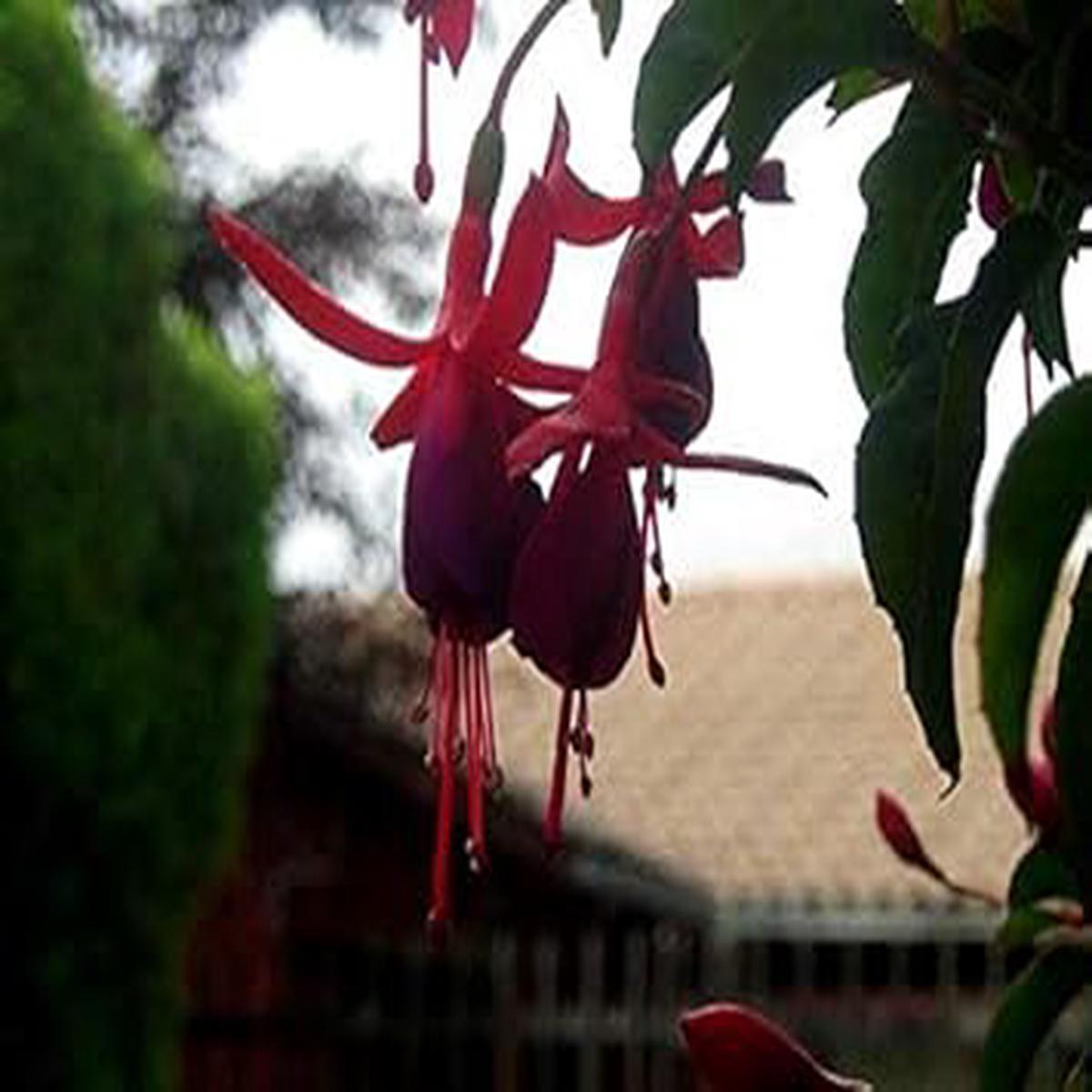 Heirloom Non-GMO Fuchsia Flower Seeds for Planting Dark Maroon Blooms, High Germination Organic Garden Seeds