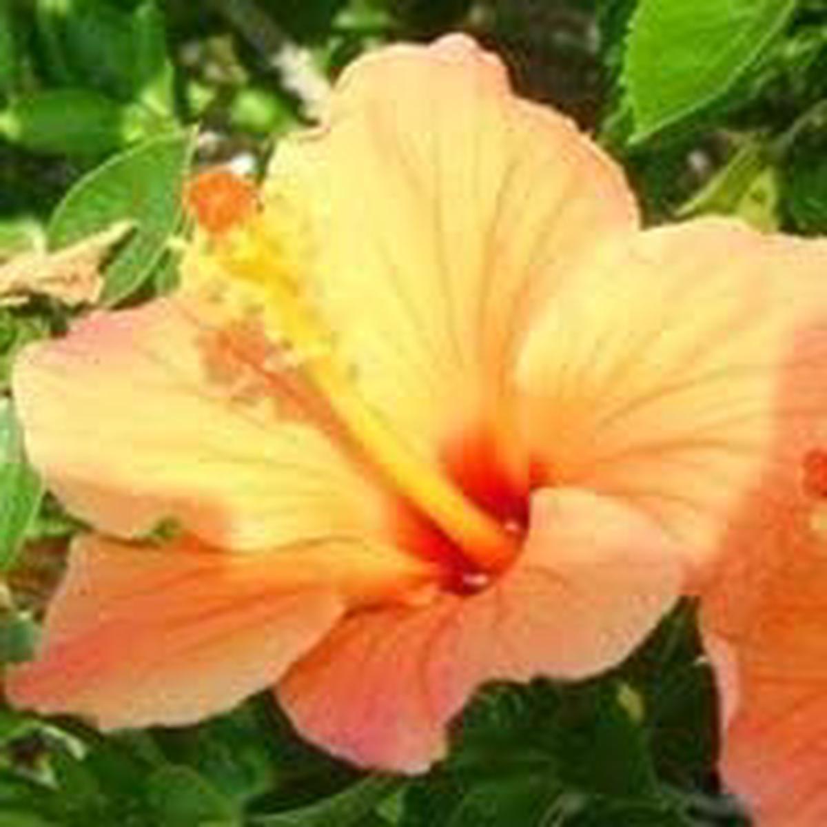 Heirloom Non-GMO Hibiscus Flower Seeds for Planting Light Orange Blooms, Tropical and Vibrant