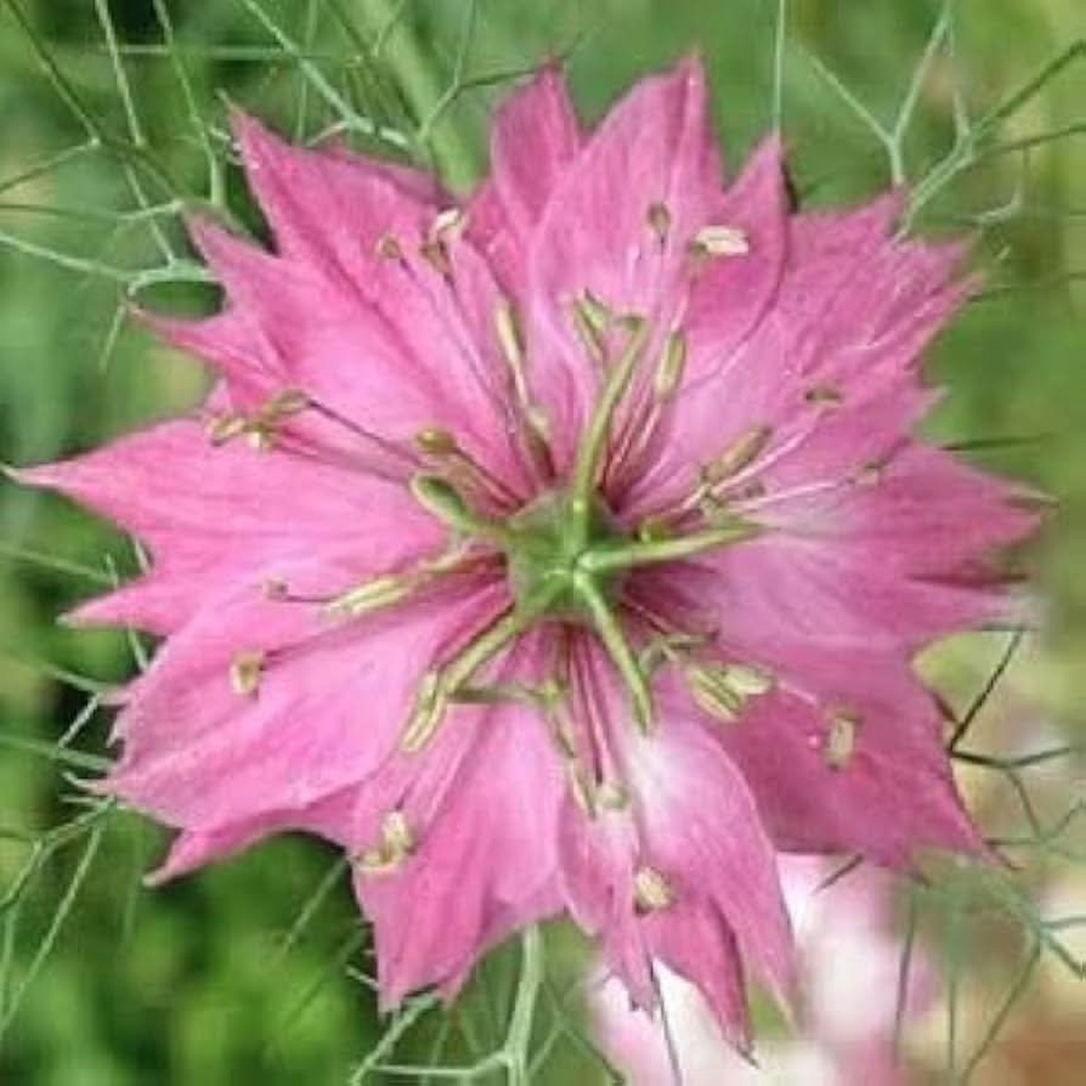 Heirloom Non Gmo Nigella Damascena Flower For Planting Love In A Mist Cottage Garden Blooms Flower