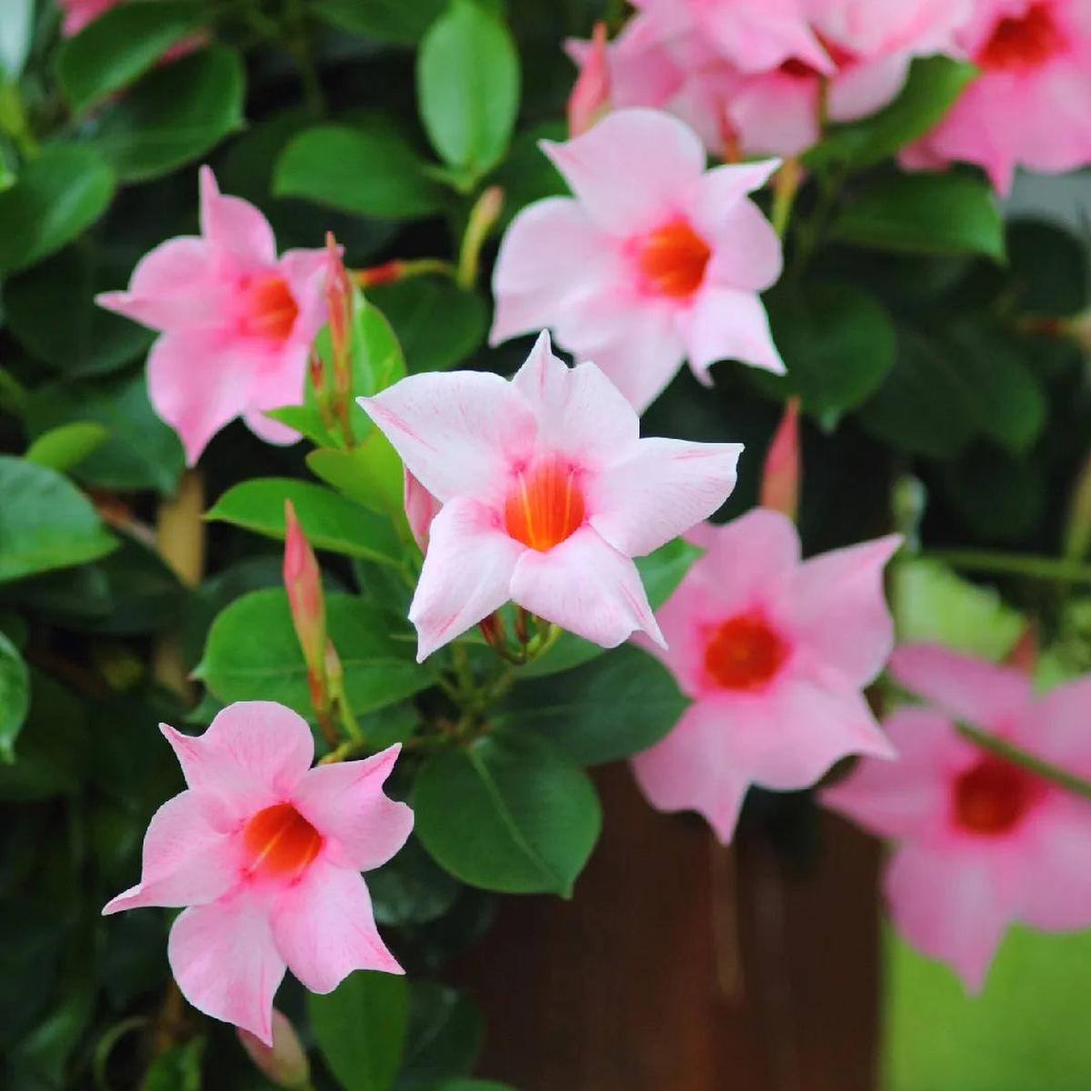 Heirloom Non-GMO Sanderi Flower Seeds  Unique Ornamental Blooms for Garden Planting