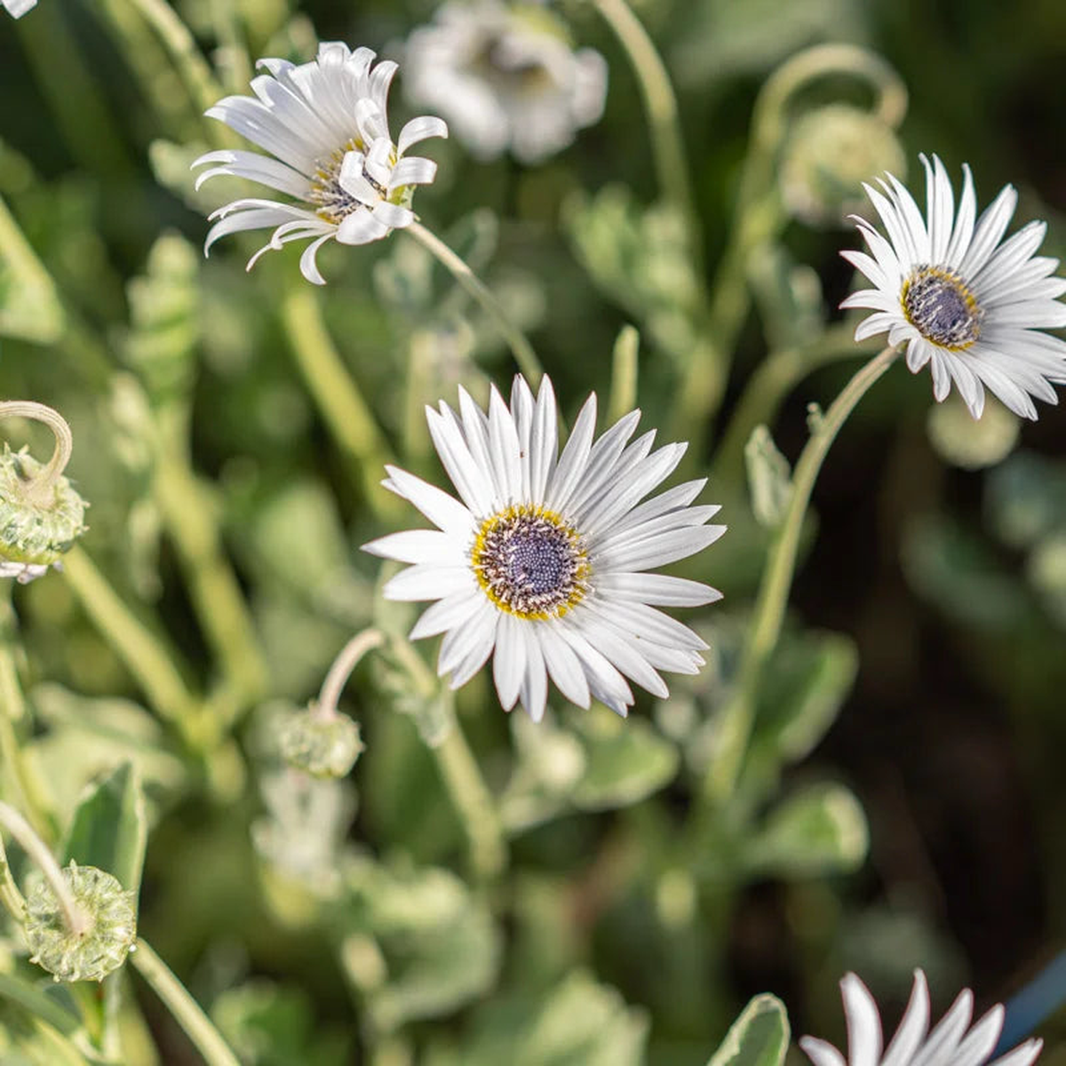 Heirloom Non-GMO White Arctotis Flower Seeds  Elegant Garden Displays & Outdoor Planting