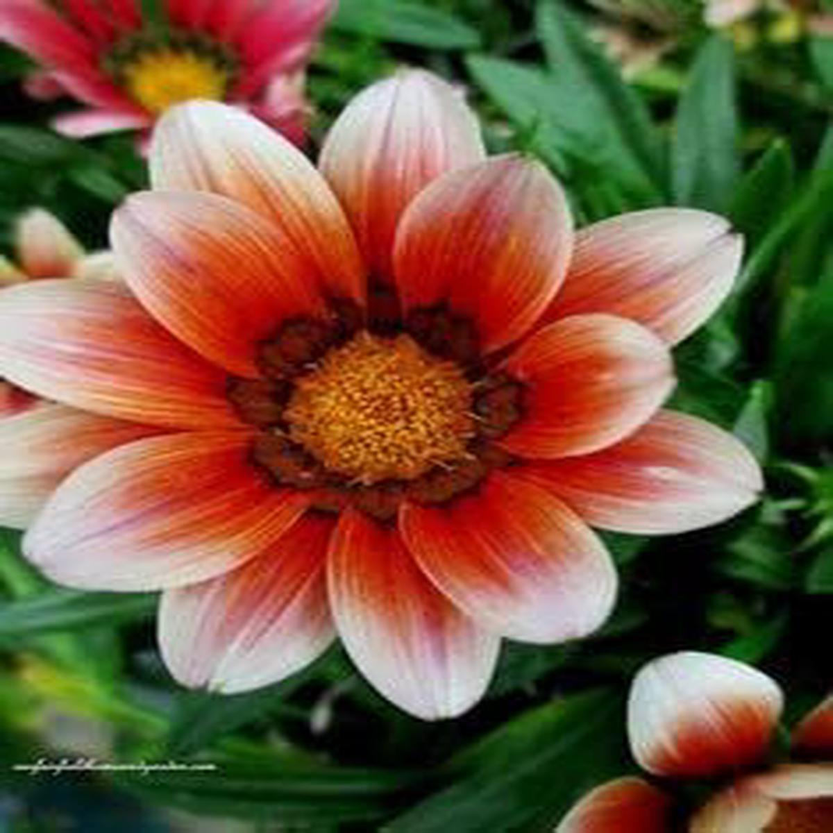 Heirloom Non-GMO White Orange Gazania Flower Seeds for Planting  Vibrant Bloom Seeds