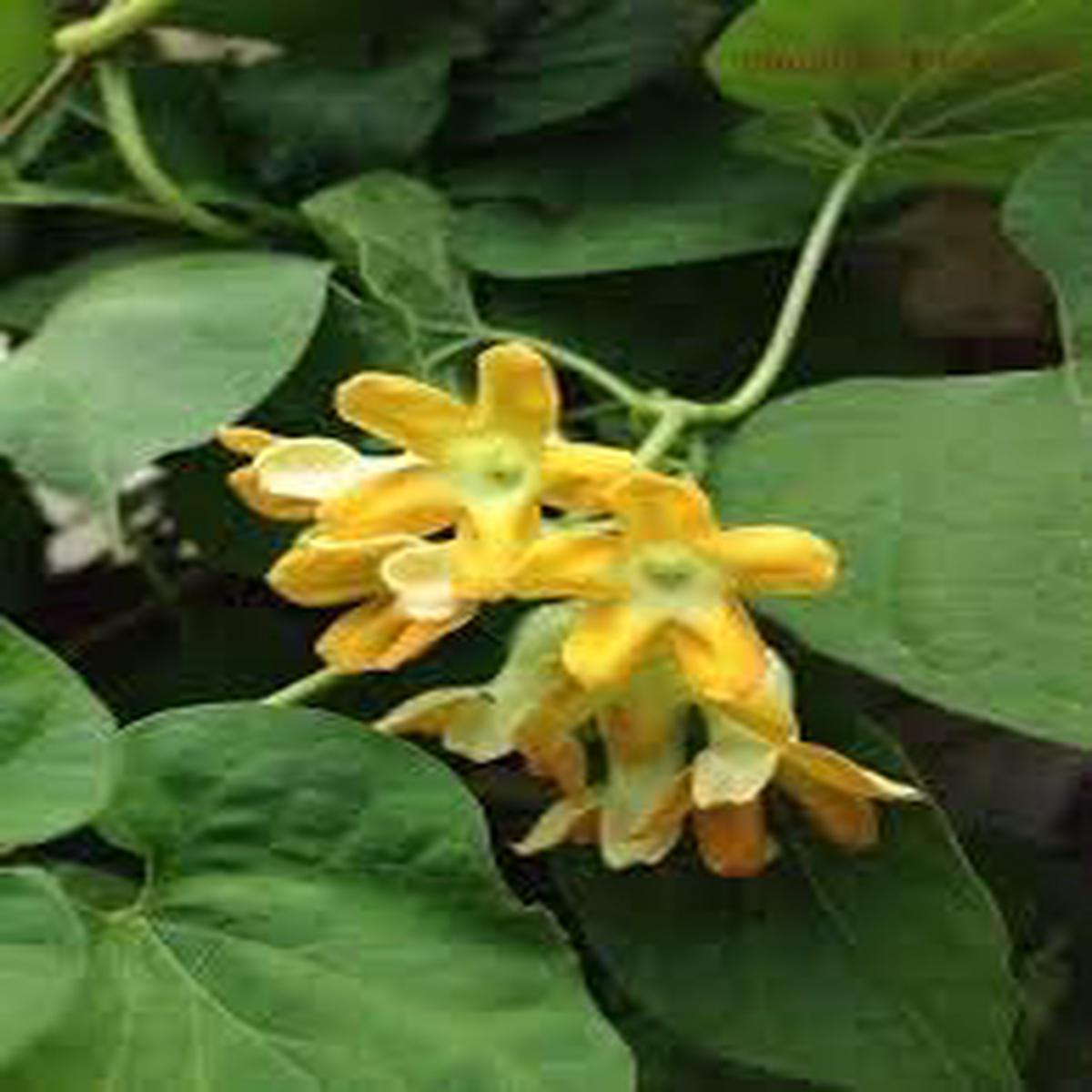 Heirloom Telosma cordata (Pakalana Vine) Seeds - Non-GMO, High Germination Organic Edible Vine Flower Seeds for Planting