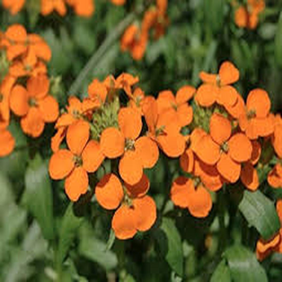 Heirloom Wallflower Seeds for Planting Non-GMO, High Germination, Organic Garden Seeds