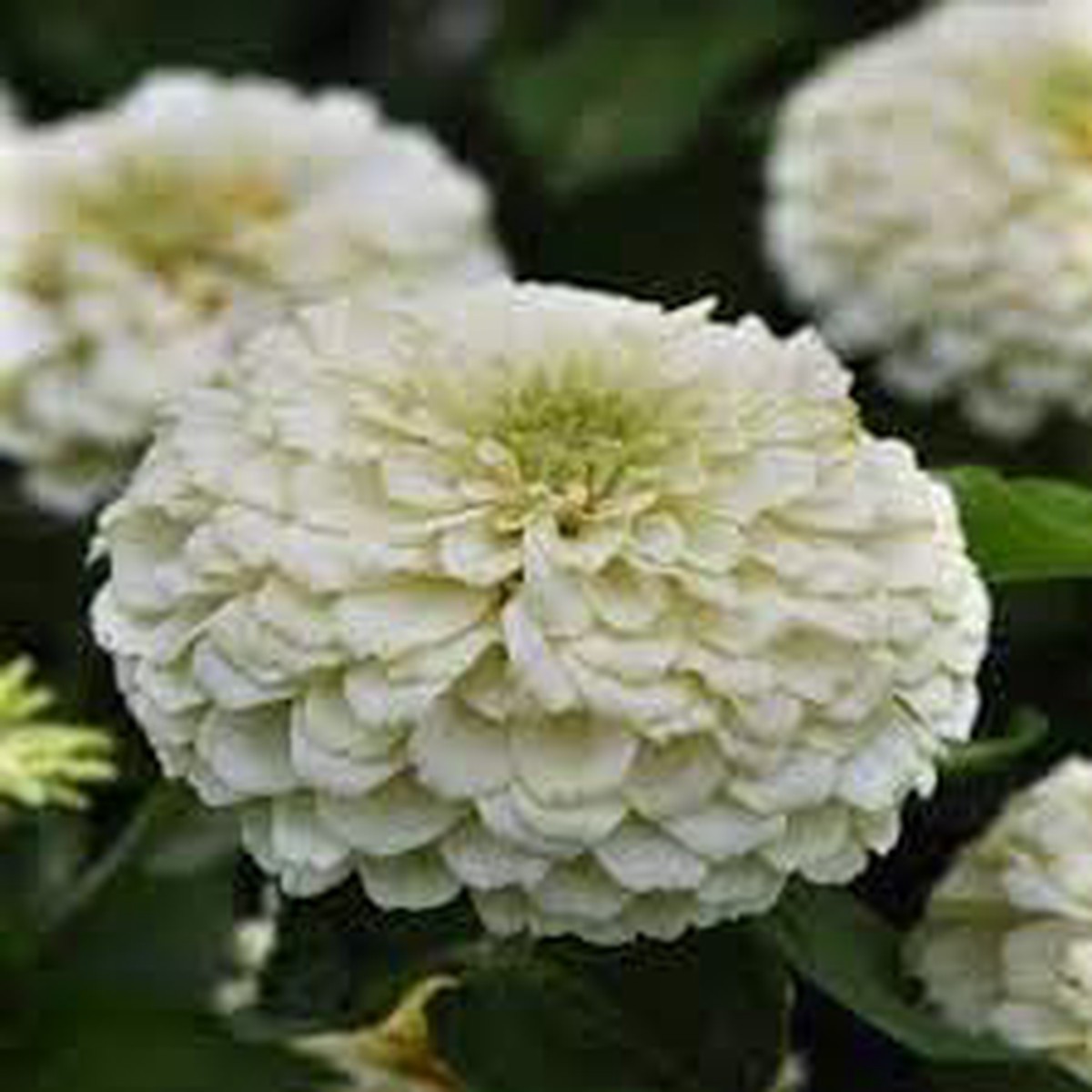 Heirloom White Zinnia Salmon Flower Seeds for Planting Non-GMO, Vibrant Blooms