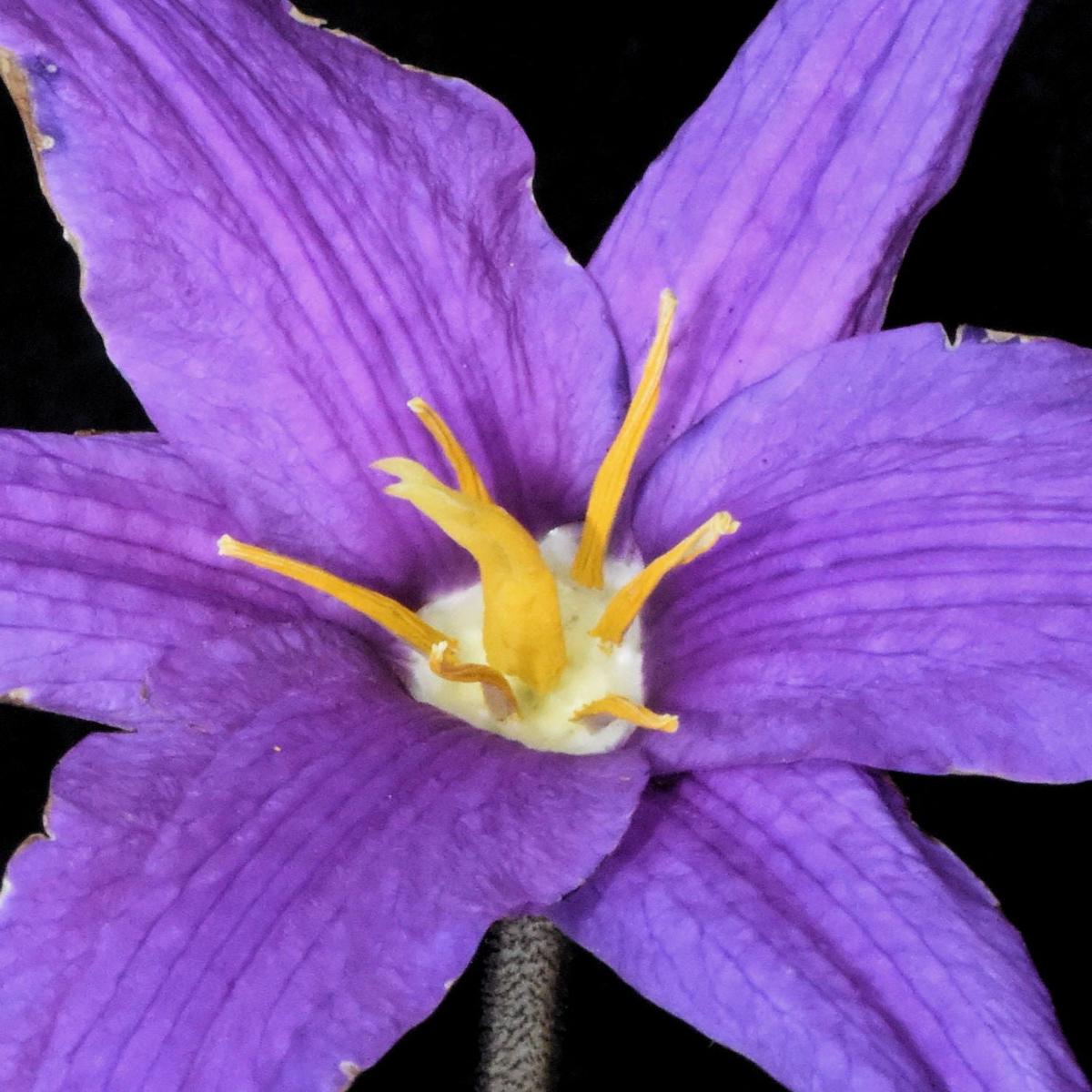 Heirloom Xerophyta Viscosa Flower Seeds, Non-GMO Drought-Tolerant Blooms for Garden Planting
