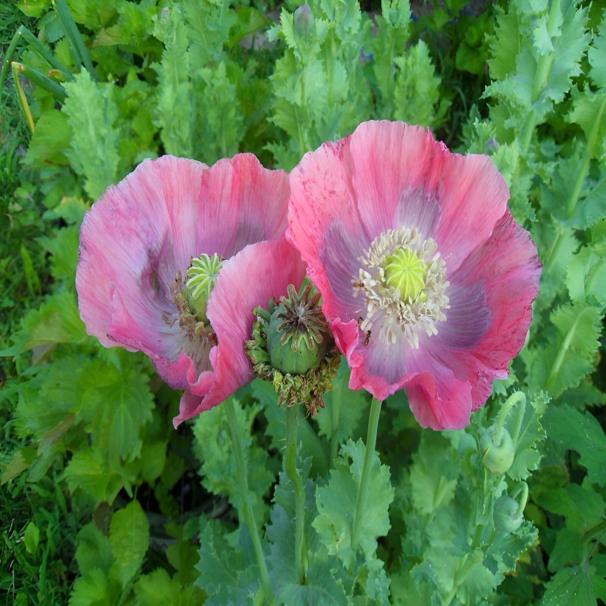 Hens & Chicks P Somniferum Poppy Seeds - Gigantic Pink&Purple Blooms Heirloom, Non-GMO, High Germination Organic Garden Seeds