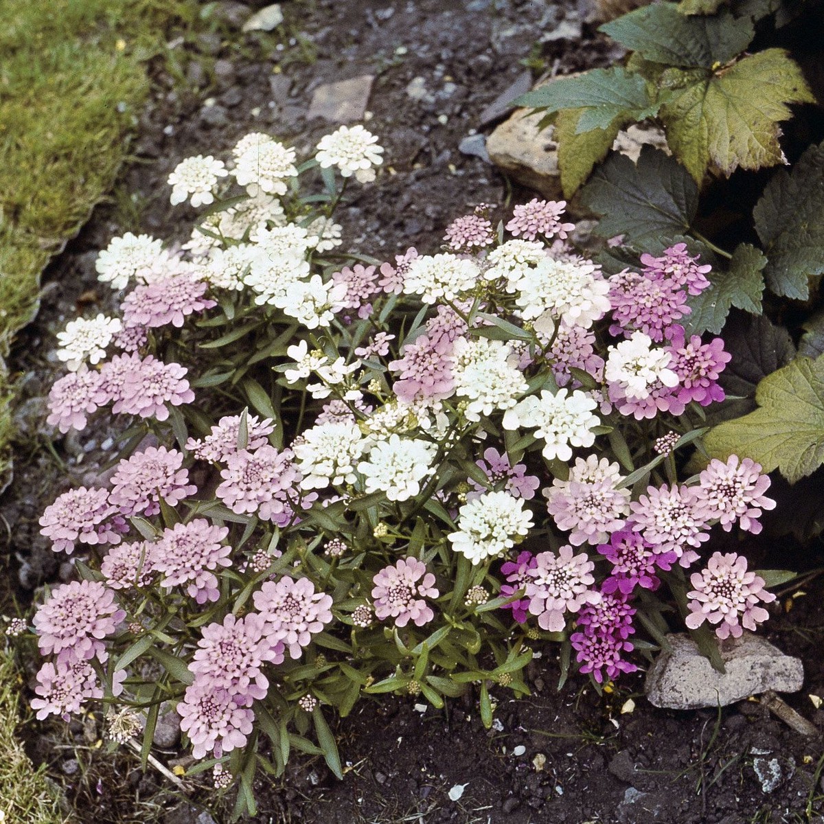 Iberis gibraltarica (Candytuft) Flower Seeds for Planting Heirloom, Non-GMO, Perennial, Easy to Grow