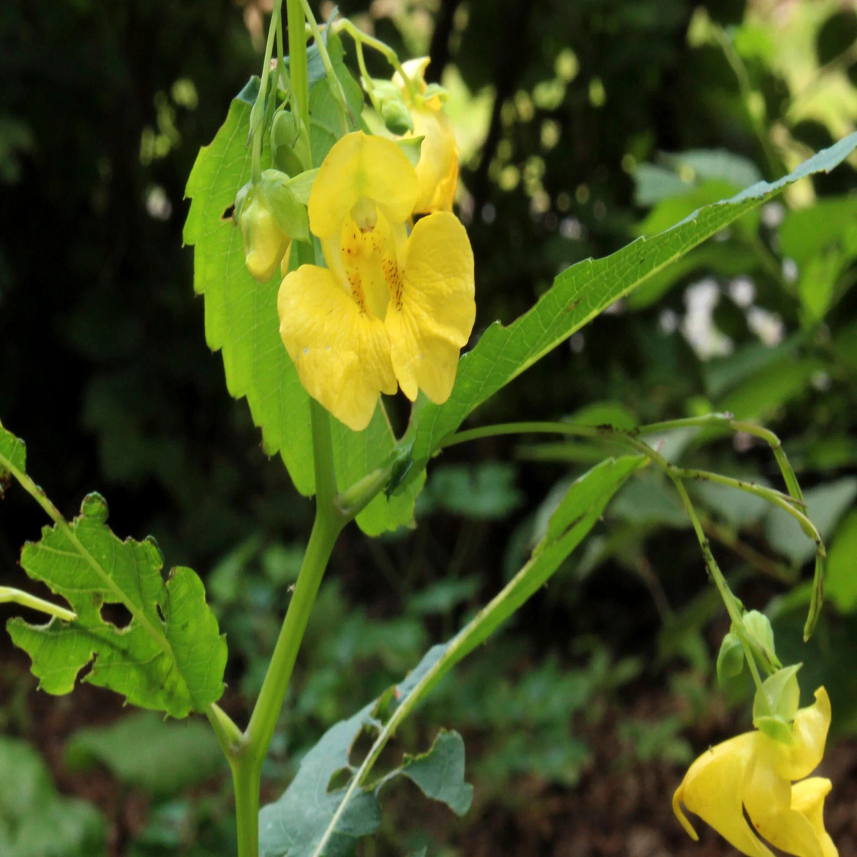Jewelweed Native Flower Seeds Heirloom, Non-GMO, High Germination Organic Garden Seeds for Planting