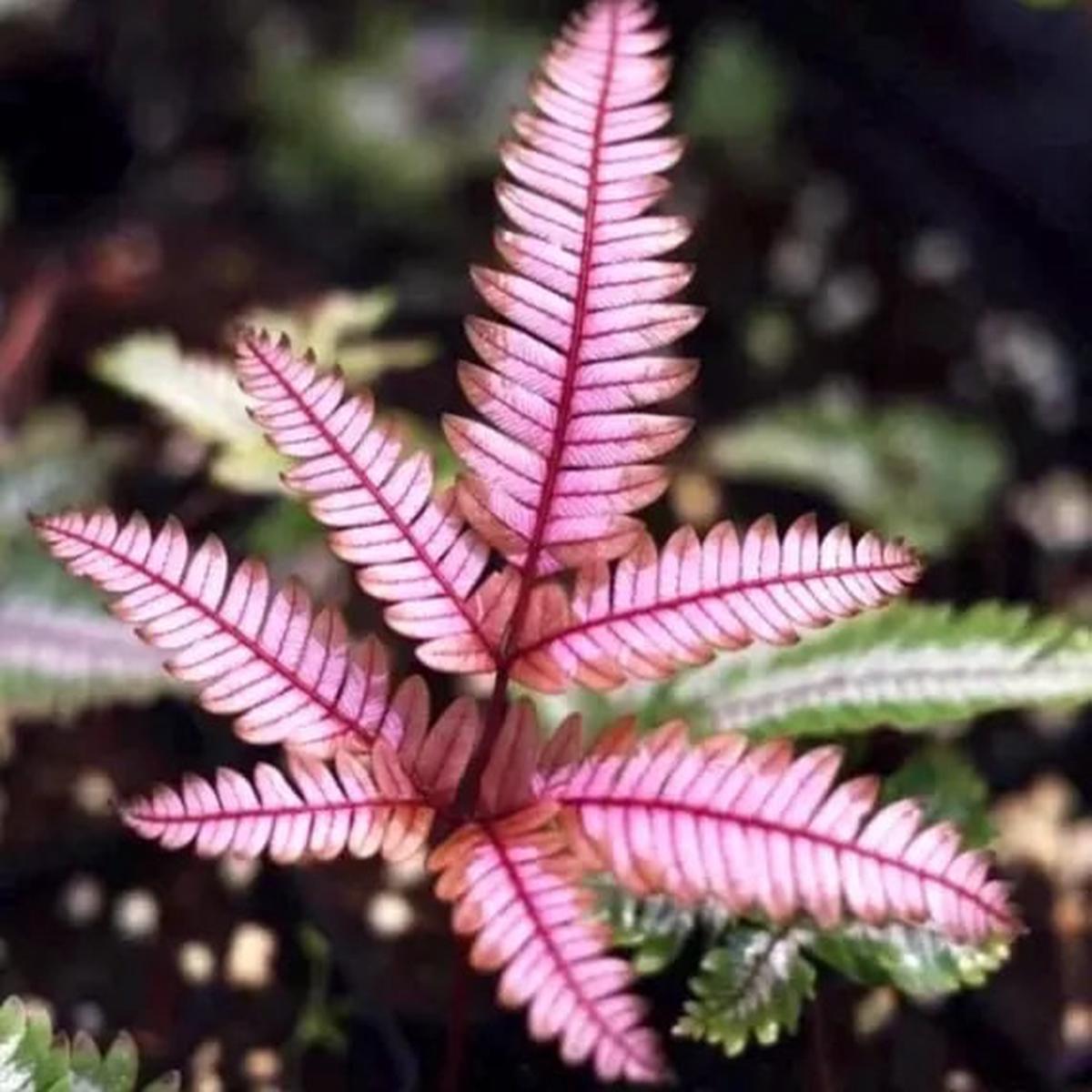 Light Pink Fern Pteridophyta Seeds for Planting Heirloom, Non-GMO, High Germination