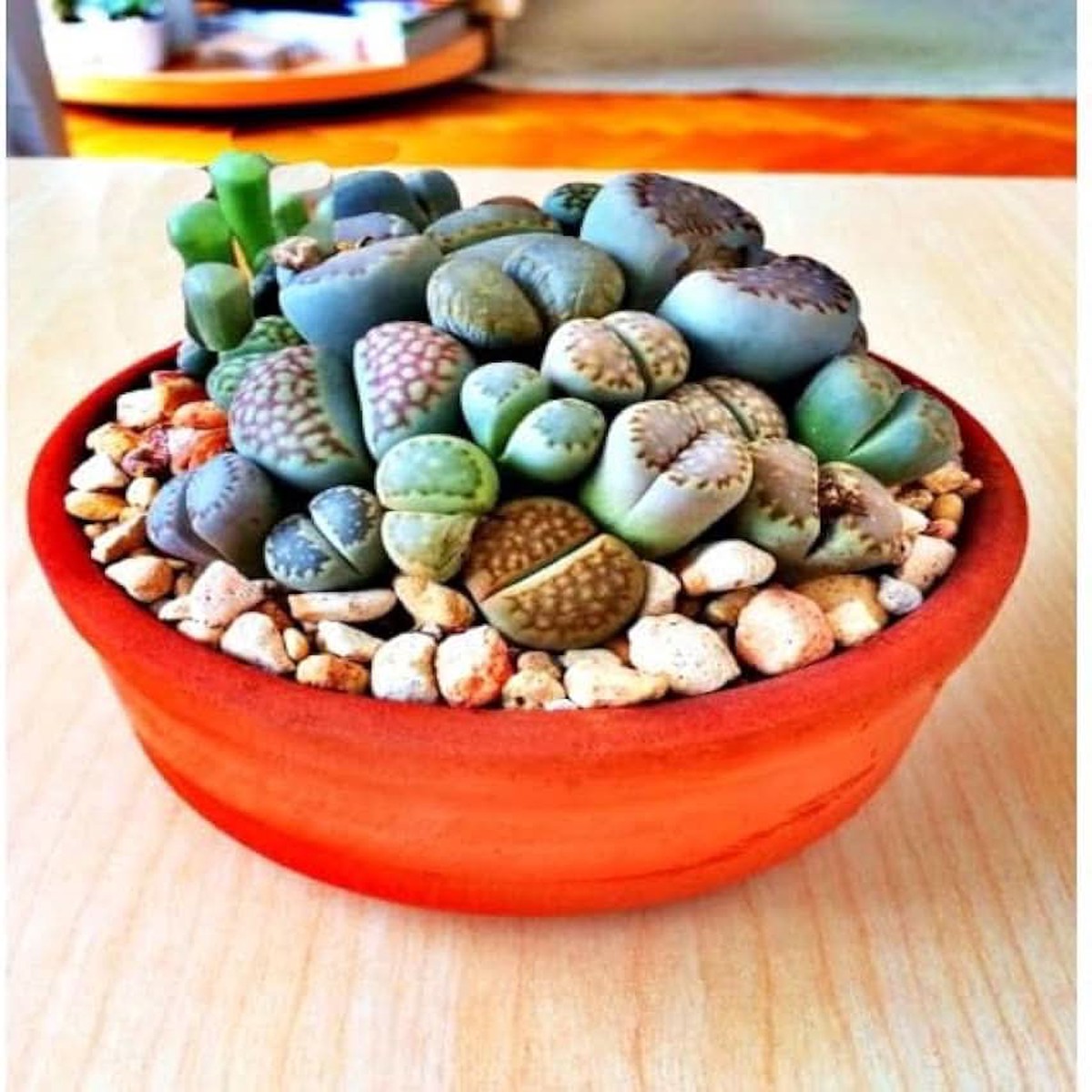Living Stone Lithops Karasmontana Succulent For Planting In Indoor Pots Decorative Rock Gardens