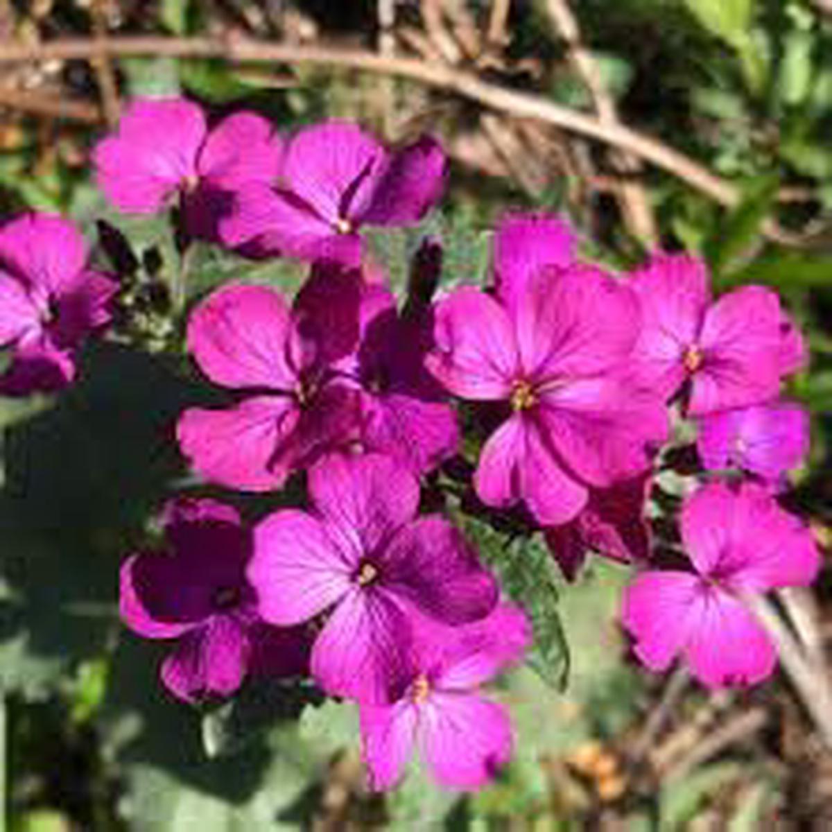 Lunaria Annua Flower Seeds for Planting, 100
