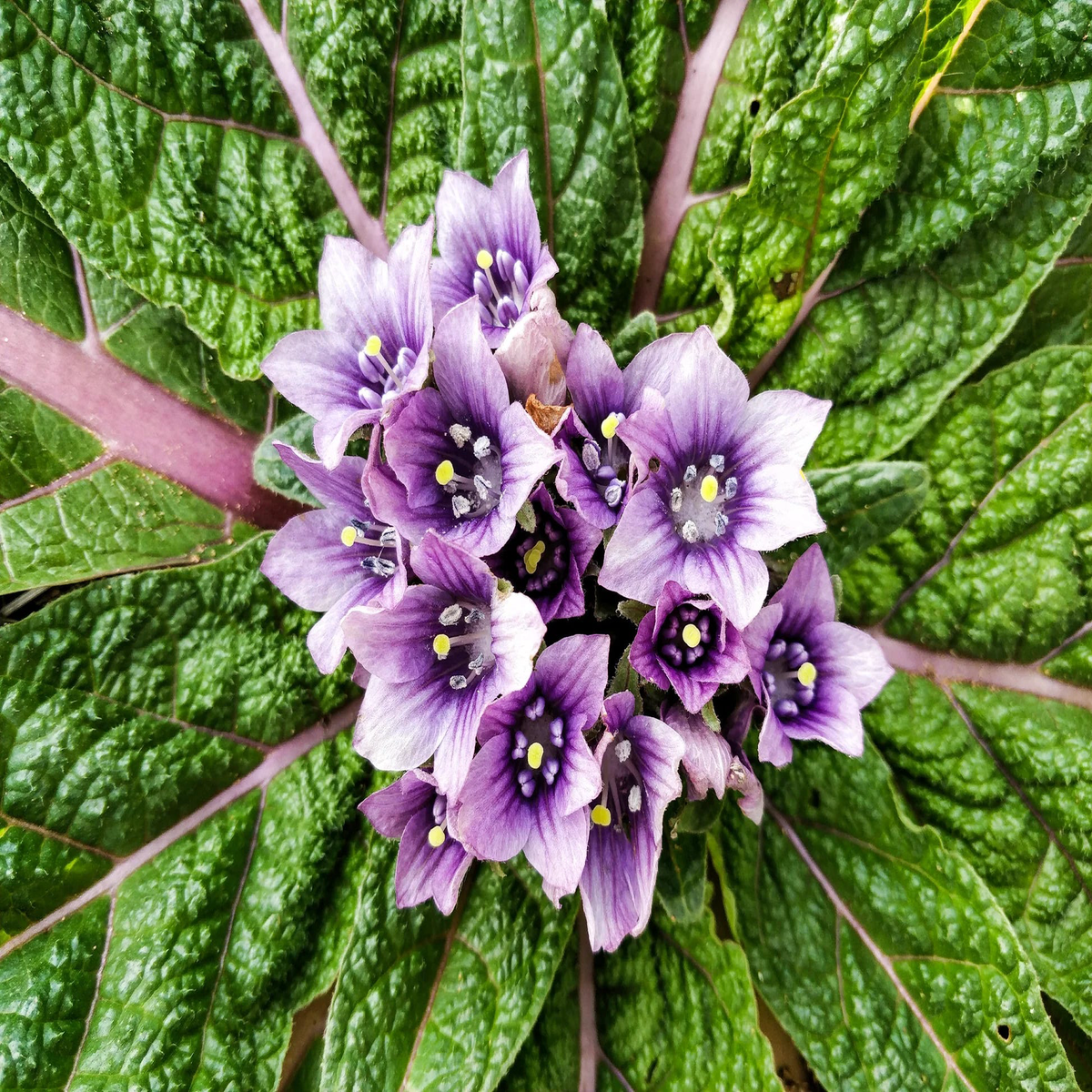 Mandragora Flower seeds for Planting - Sun Loving, Heirloom & GMO Free Seeds for Home Garden