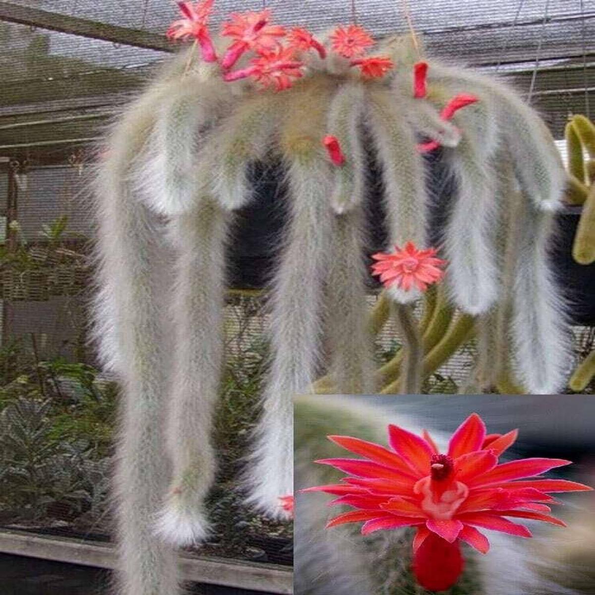 Monkey Tail Flower Seeds for Planting Exotic Blooming Succulent Seeds