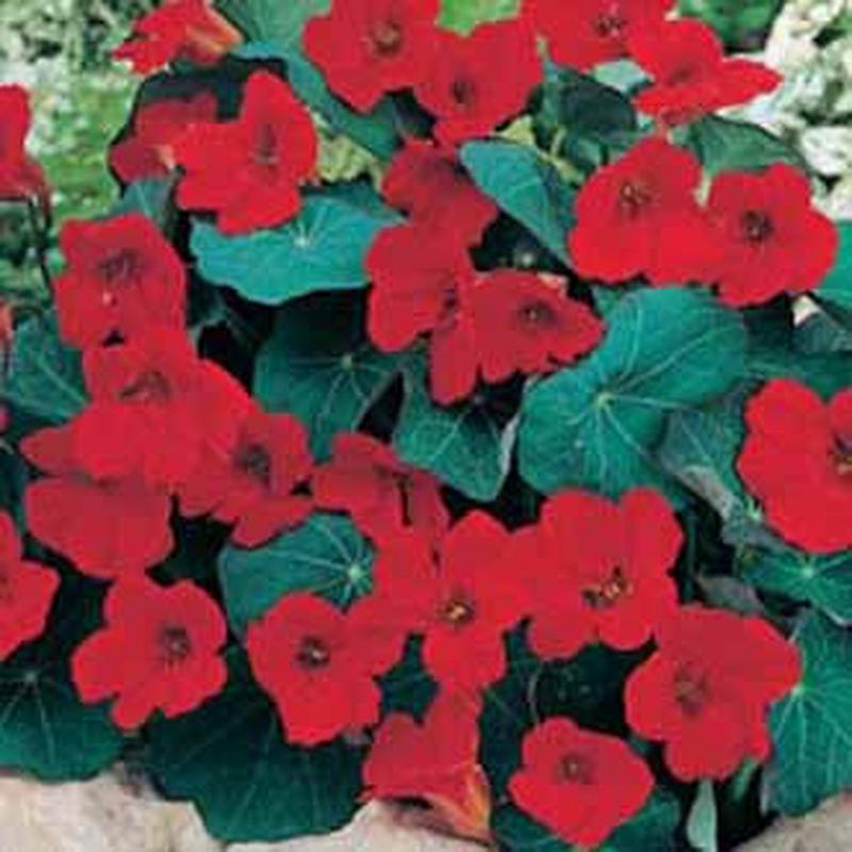 NASTURTIUM Empress of India