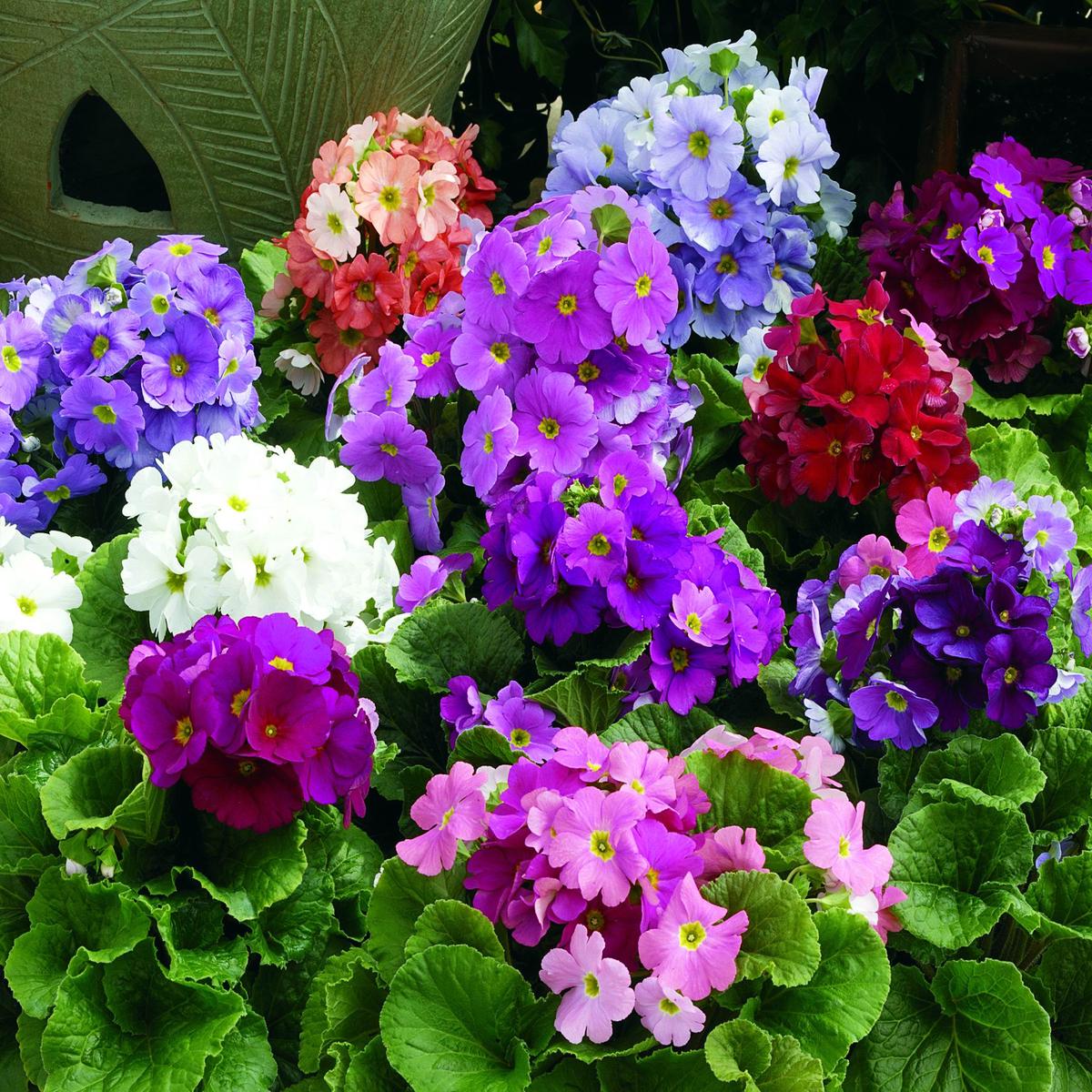 Obconica Flower Seeds , Perfect for Spring Planting