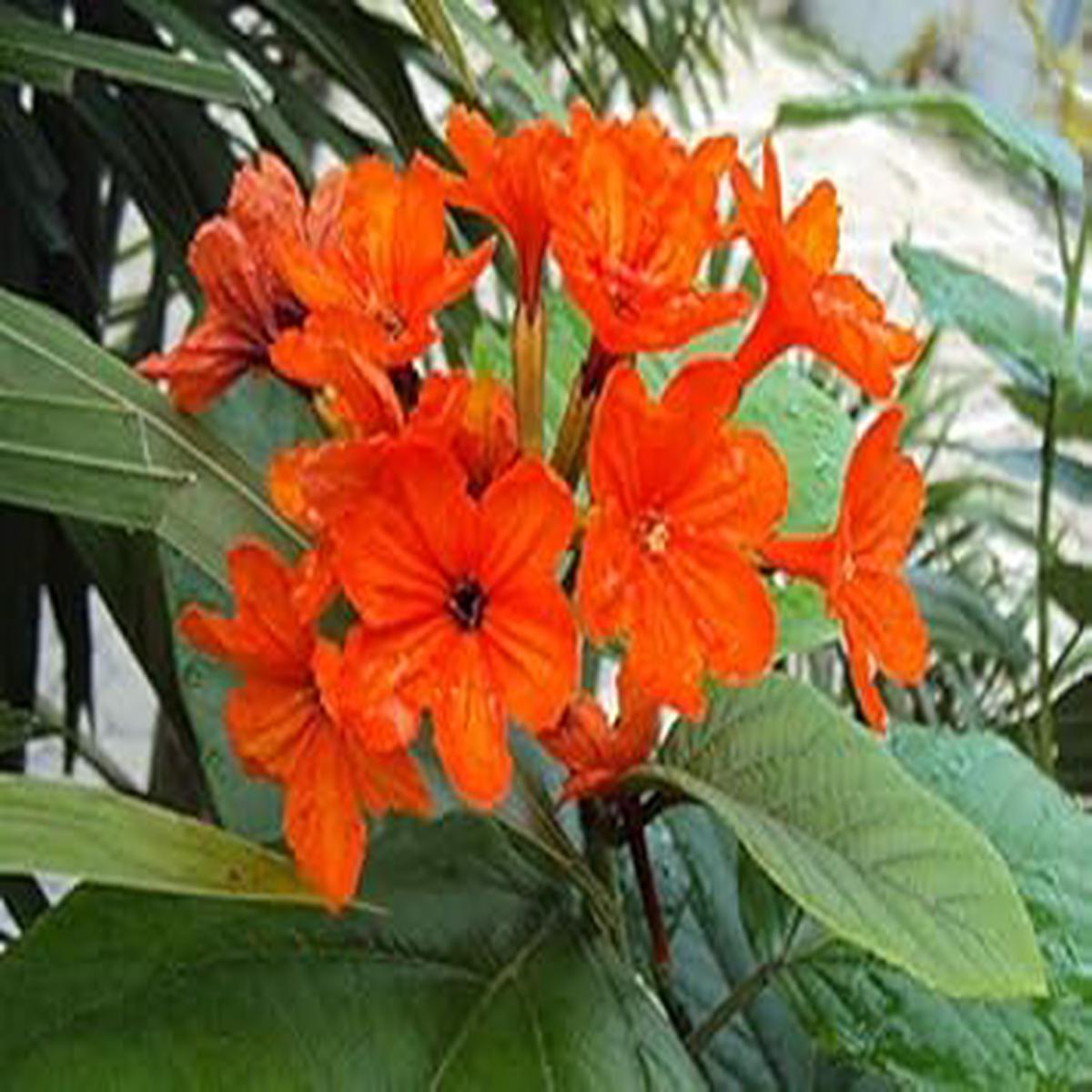 Orange Cordia Sebestena Flower Seeds for Planting Heirloom, Non-GMO, High Germination Organic Garden Seeds