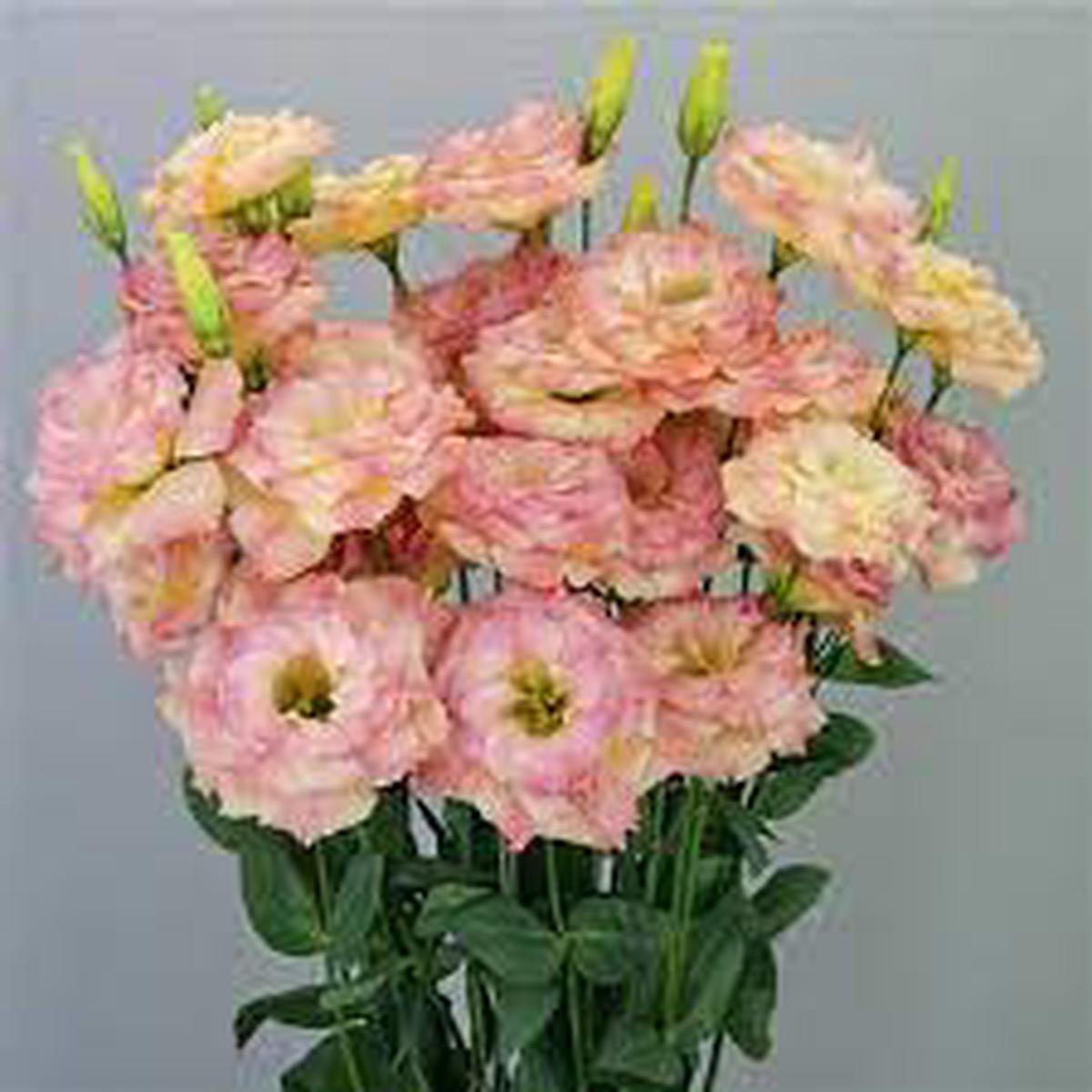 Orange Light Pink Eustoma Flower Seeds for Planting  Heirloom Non-GMO Organic Garden Seeds, High Germination
