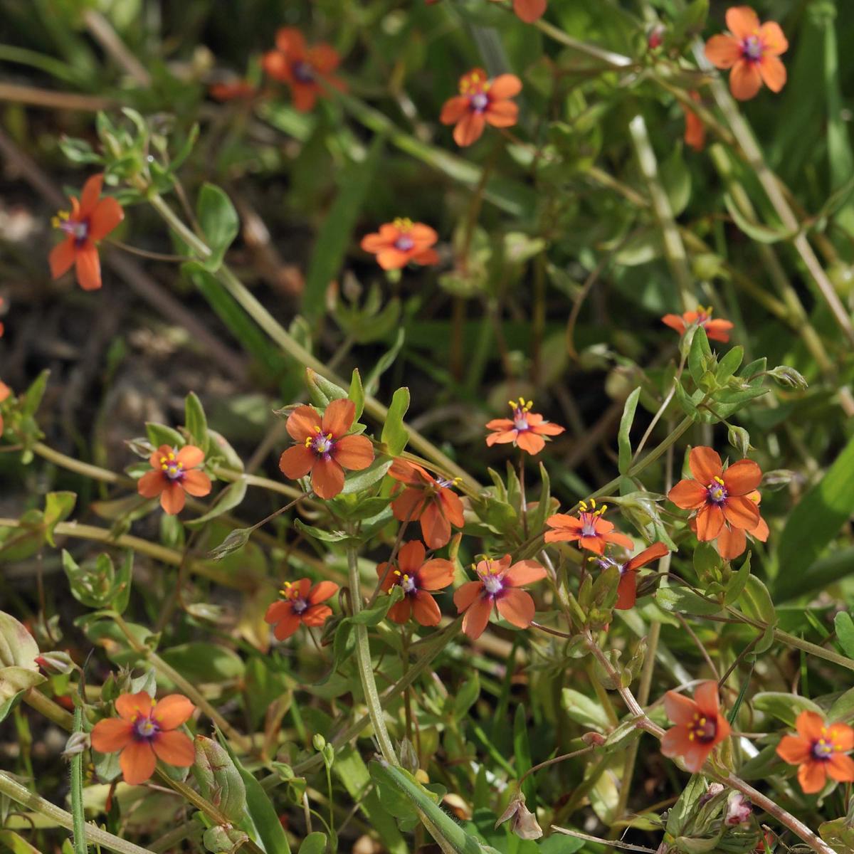 Orange Pimpernel Flower Seeds for Planting Heirloom, Non-GMO, Organic Garden Seeds, High Germination
