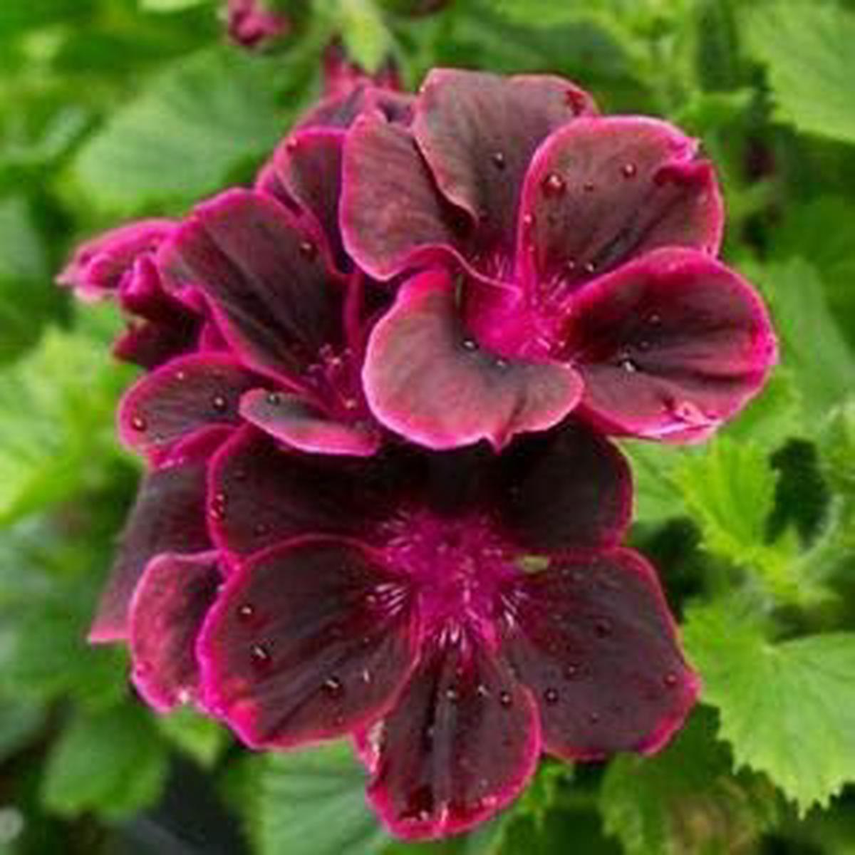 Organic Heirloom Pink Maroon Pelargonium Flower Seeds  Non-GMO High Germination Seeds for Planting