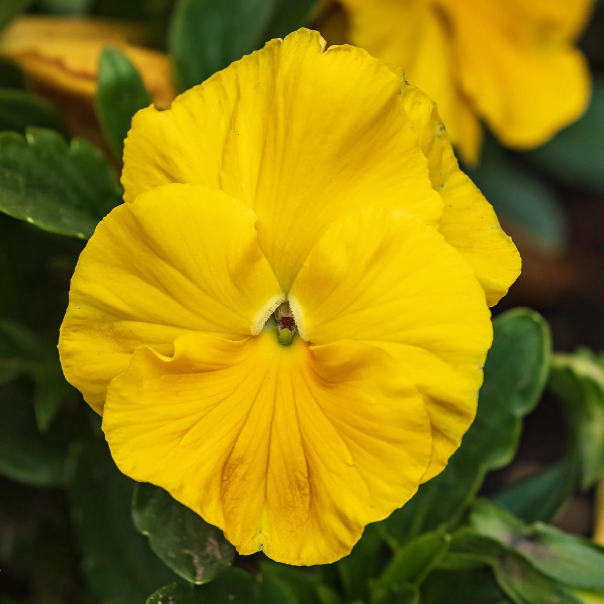 Organic Yellow Swiss Pansy Flower Seeds for Planting Heirloom, Non-GMO Garden Seeds
