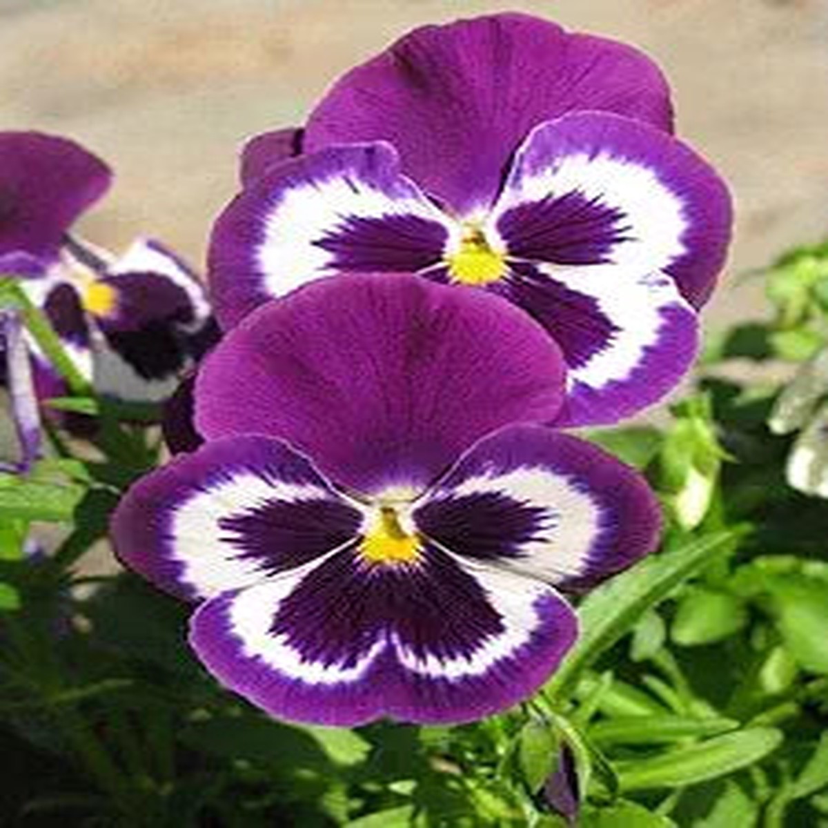Pansy Flower Viola Tricolor Planting Flower Bed And Urban Garden Flower Seeds Home