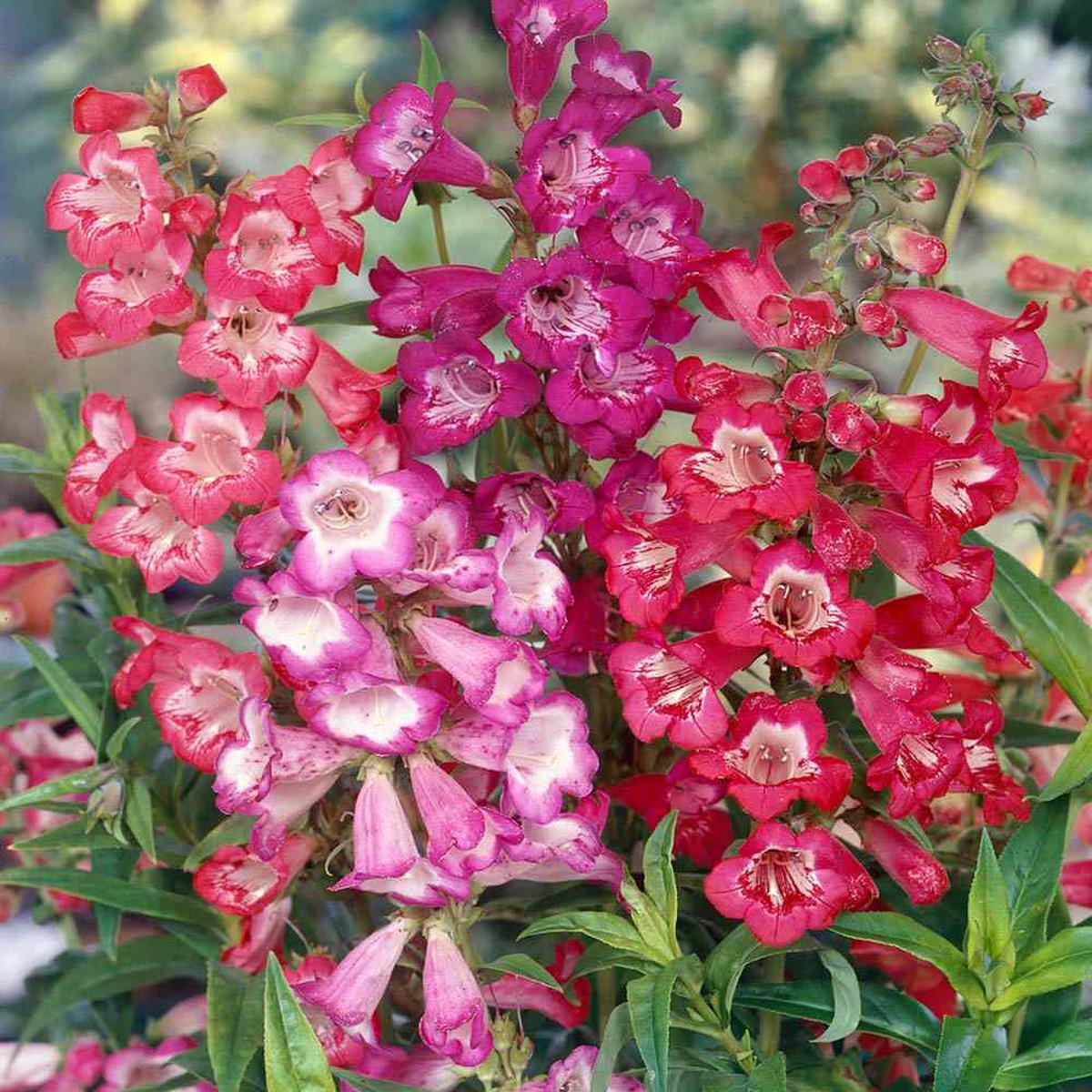 Penstemon Hartwegii Flower Seeds for Planting  Heirloom, Non-GMO, Easy to Grow, Perennial Blooms