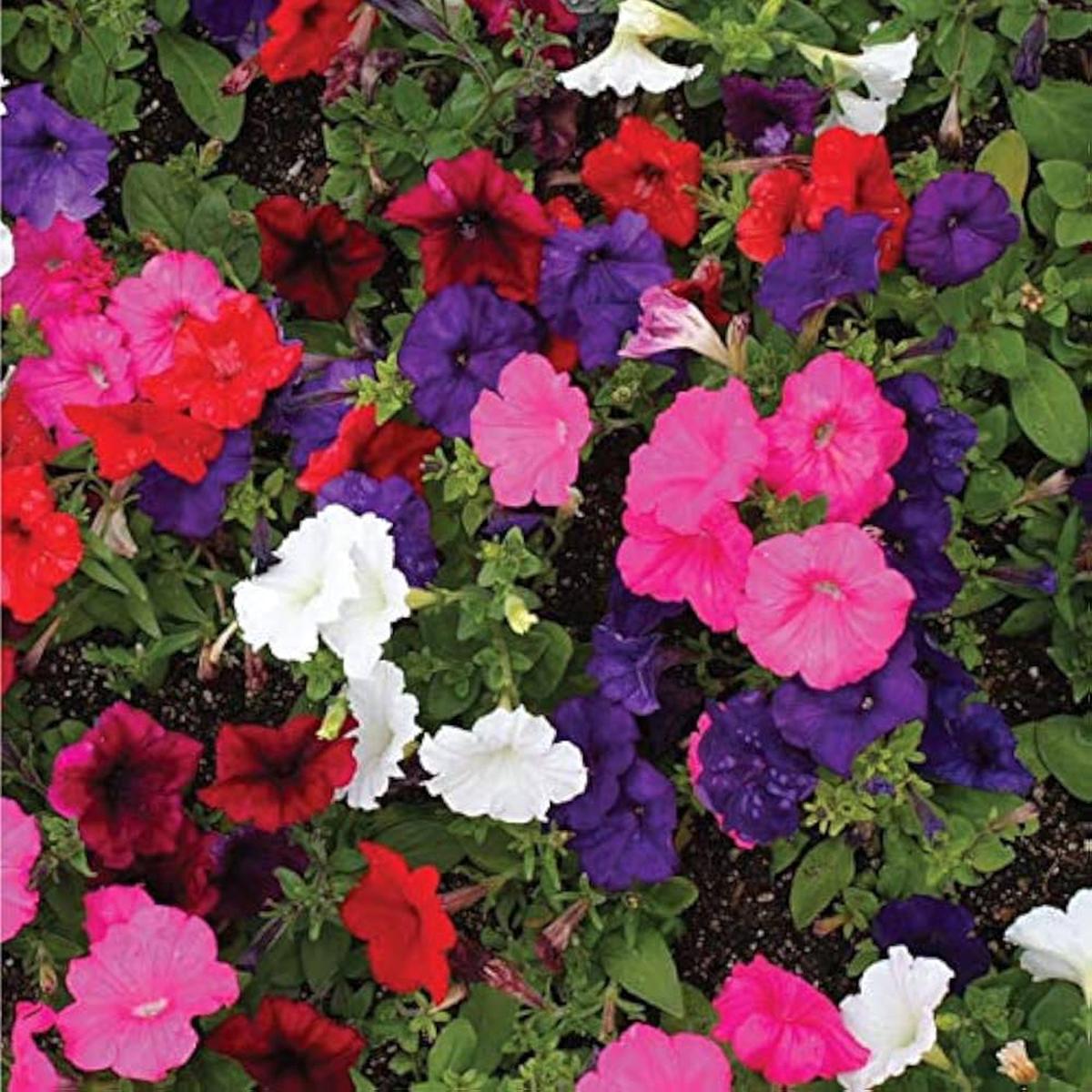 Petunia Candypops Concord Spring Mix Pelletized Seeds for Planting Bright Blooms