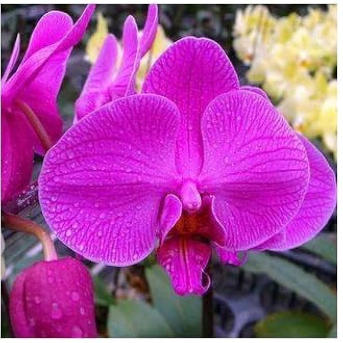 Pink Heirloom Non Gmo Thick Orchid Flower Garden Planting Unique Exotic Bloom Flower Seeds