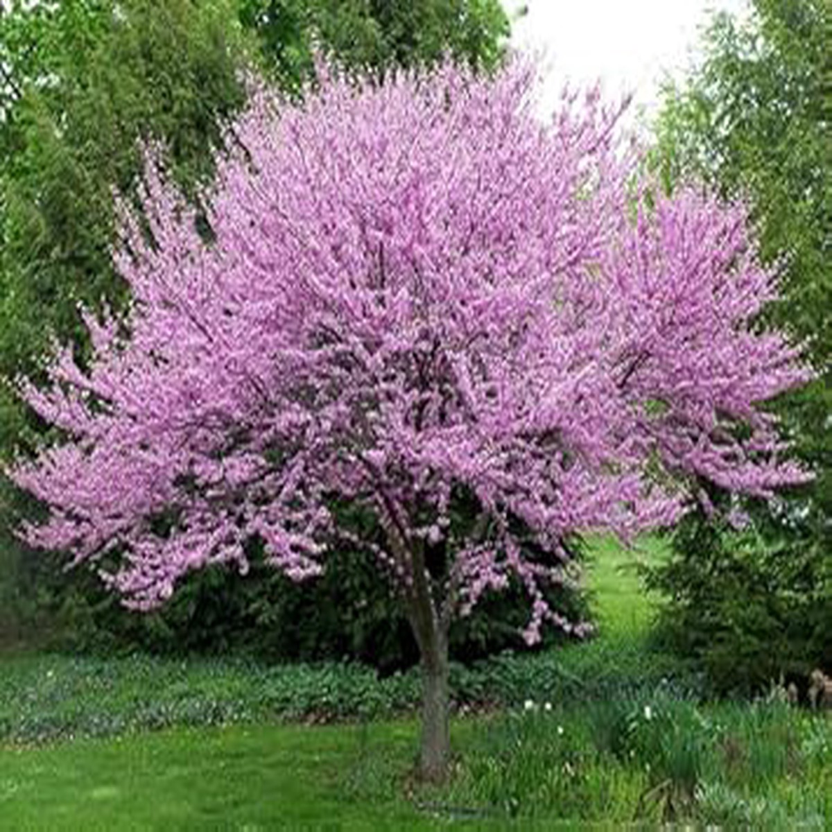 Pink Redbud Flowering Flower seeds for Planting - Drought Tolerant, Heirloom & GMO Free Seeds for Home Garden