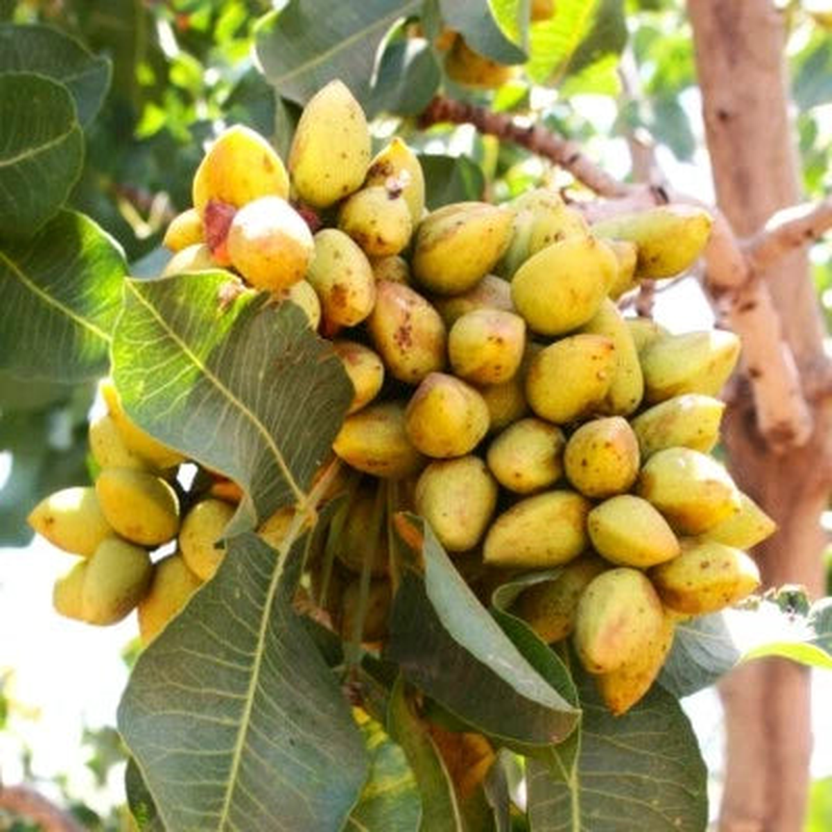 Pistachio Tree Seeds for Planting Pistacia Vera Green Nut Perennial Seed Fast Shipping  Heirloom, Non-GMO