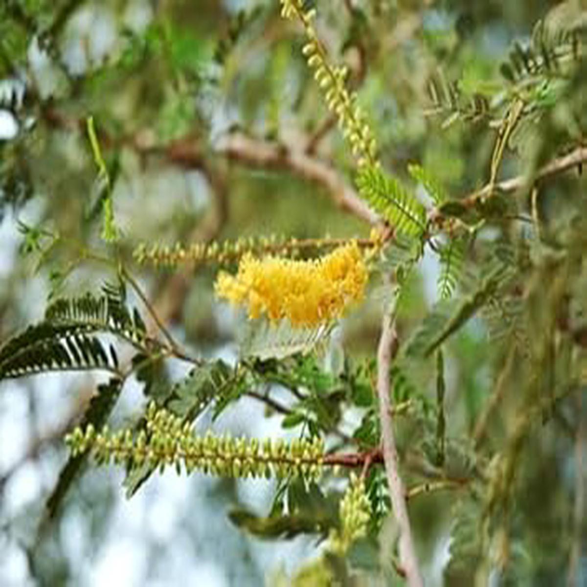 Prosopis Cineraria Tree Seeds for Planting Heirloom, Non-GMO Seeds, High Germination, Organic Garden Trees