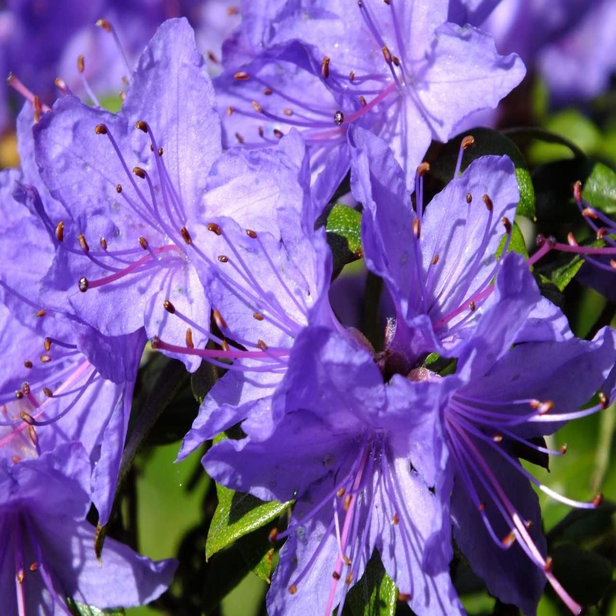 Purple Azalea Flower Seeds - 100 pcs