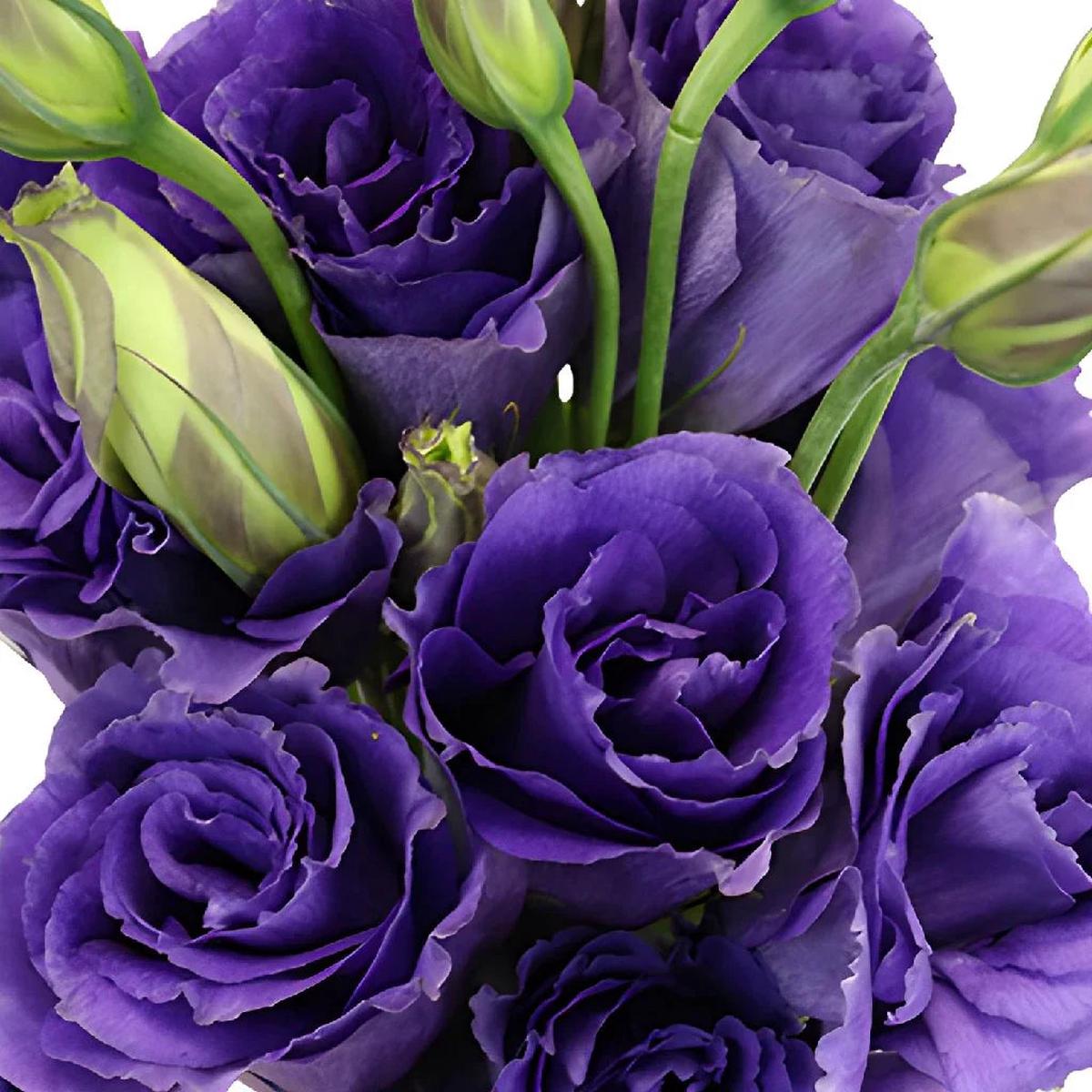 Purple Lisianthus Flower seeds for Planting Drought Tolerant Heirloom & GMO Free Seeds for Home Garden Sale