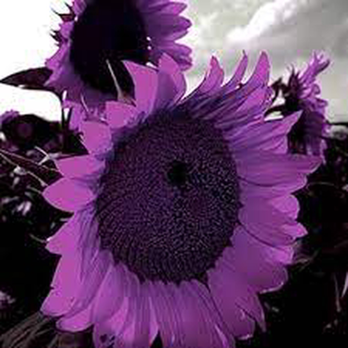 Purple Mini Sunflower For Planting Compact Blooms Great For Pots Borders Non Gmo Flower Seeds for