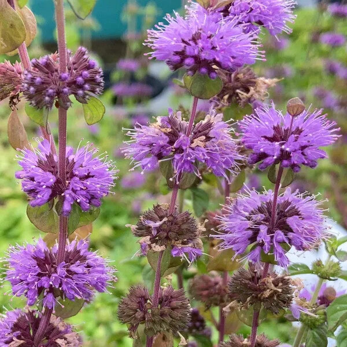 Purple Pulegium Flower Seeds for Planting  Heirloom Non-GMO, High Germination Organic Garden Seeds