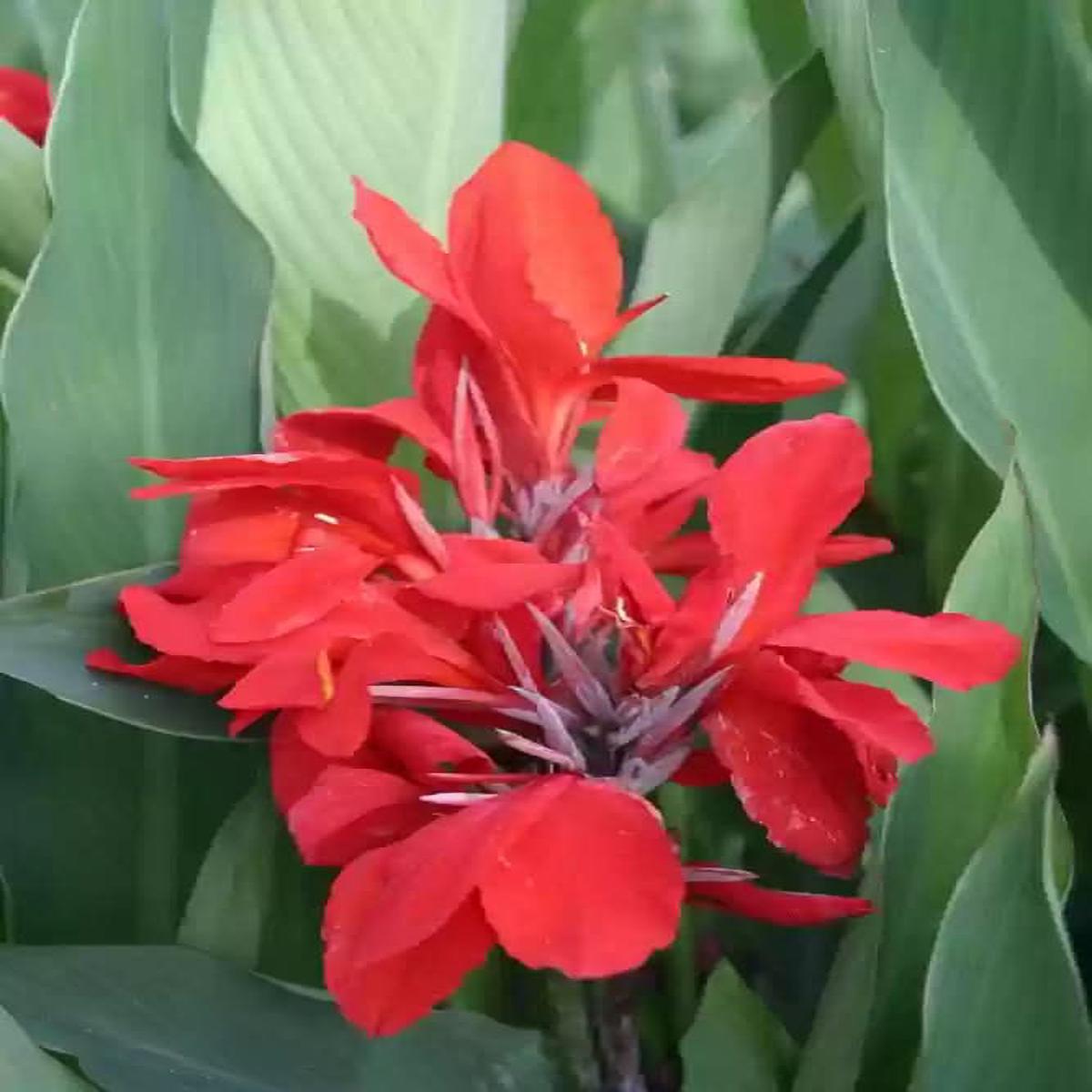 Pyrostegia Venusta Calathea Flower Seeds for Planting-Heirloom & Non-GMO Seeds