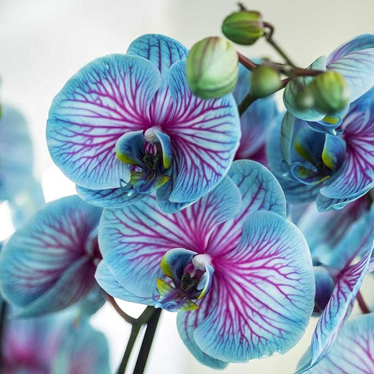 Rare Blue & Pink Phalaenopsis Orchid Flower Seeds  Non-GMO Heirloom for Planting